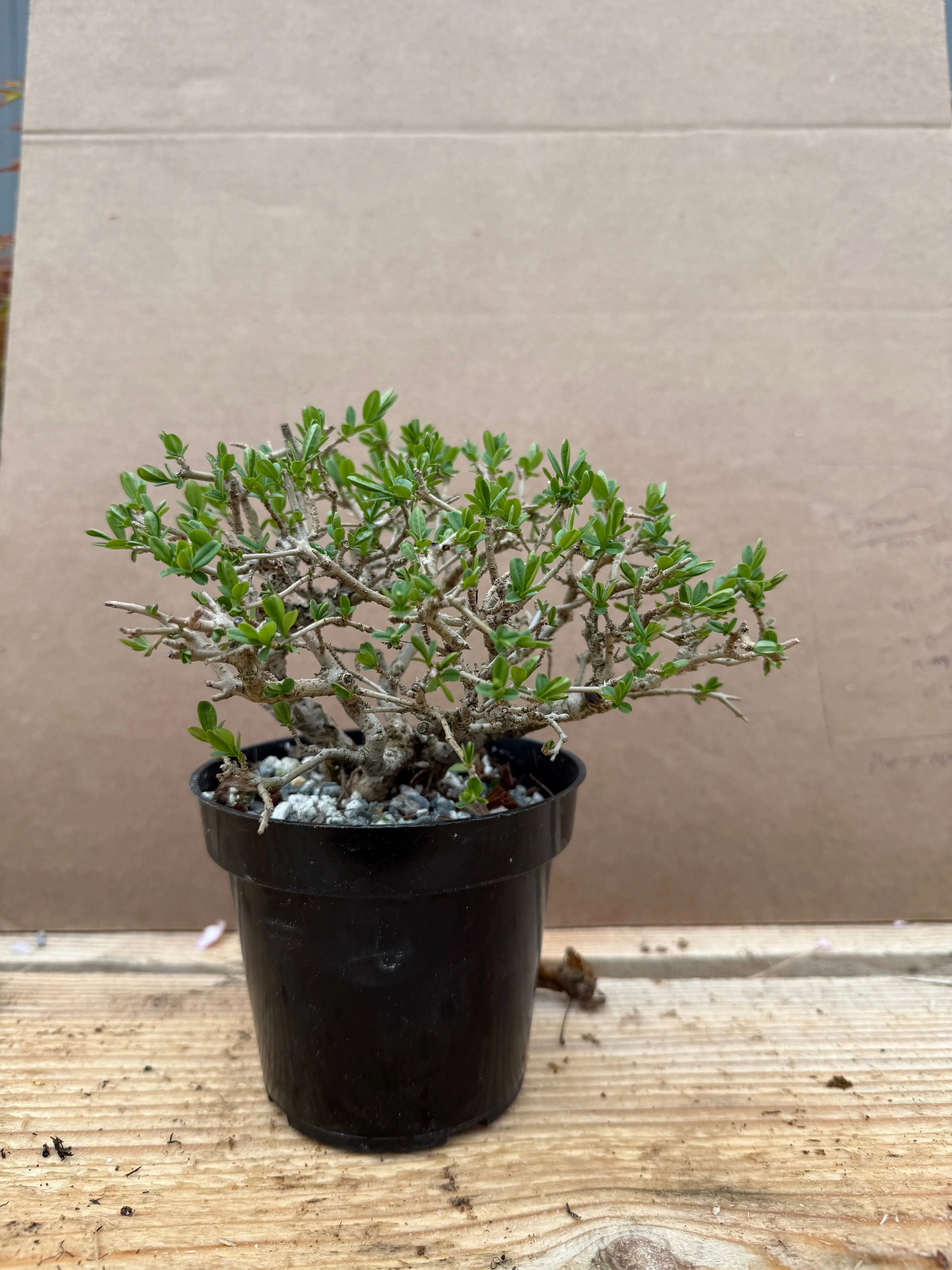 Ligustrum obtusifolium Canada Bonsai