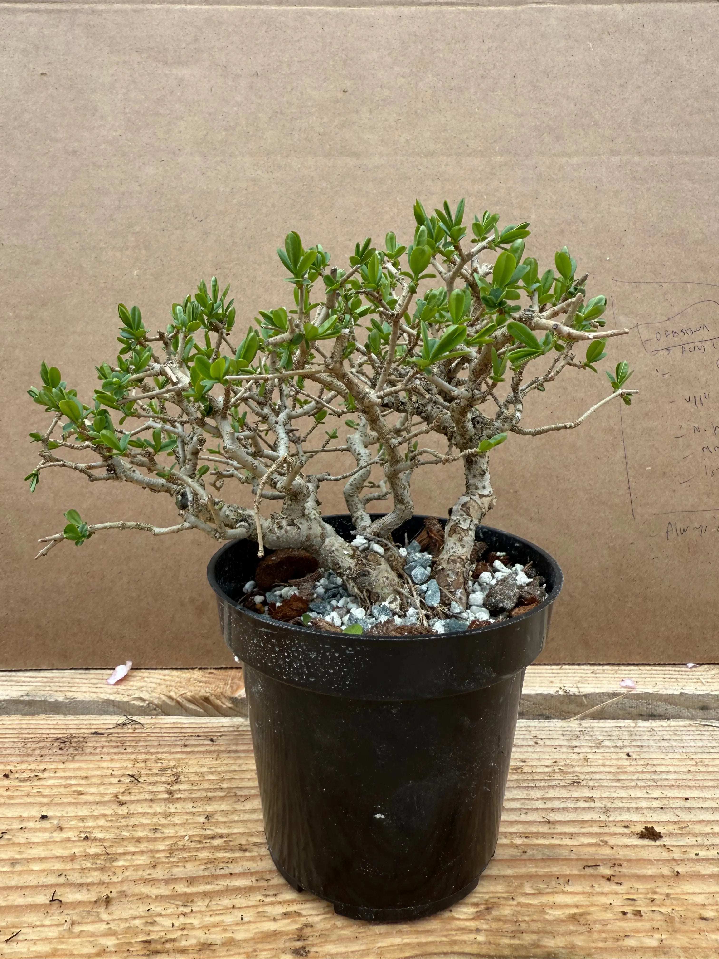 Ligustrum obtusifolium Canada Bonsai