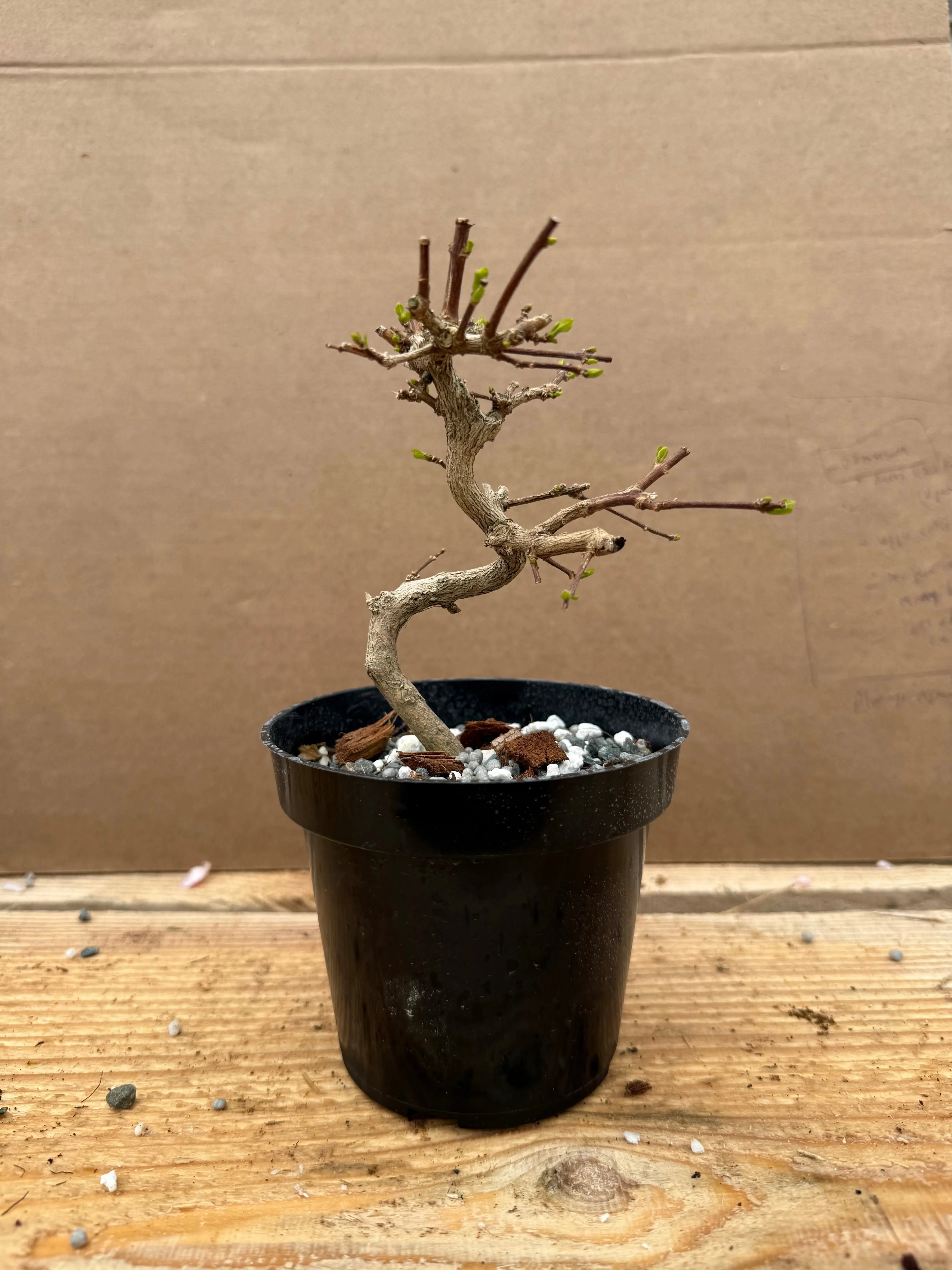 Premna japonica (large) Canada Bonsai