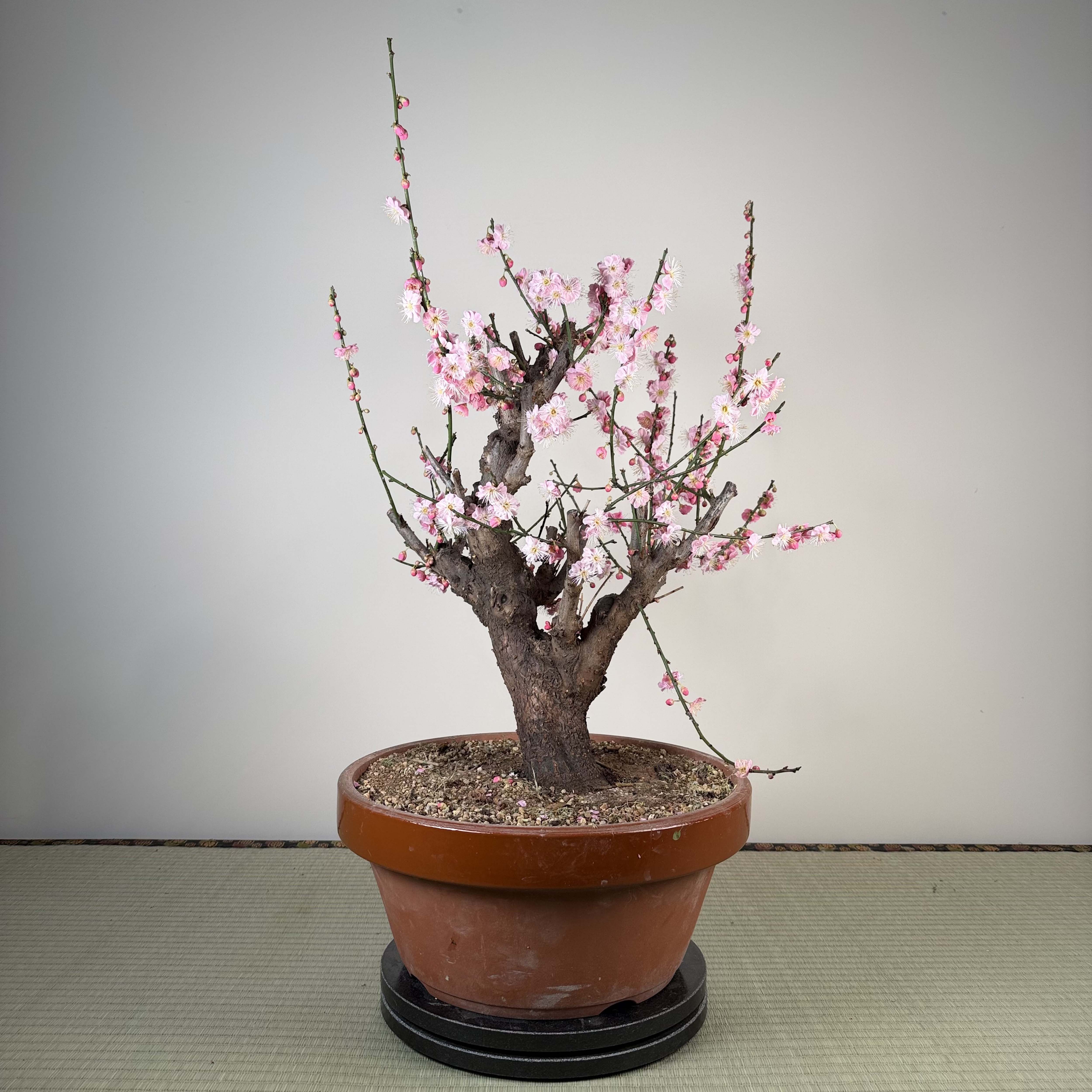 Glycine floribunda