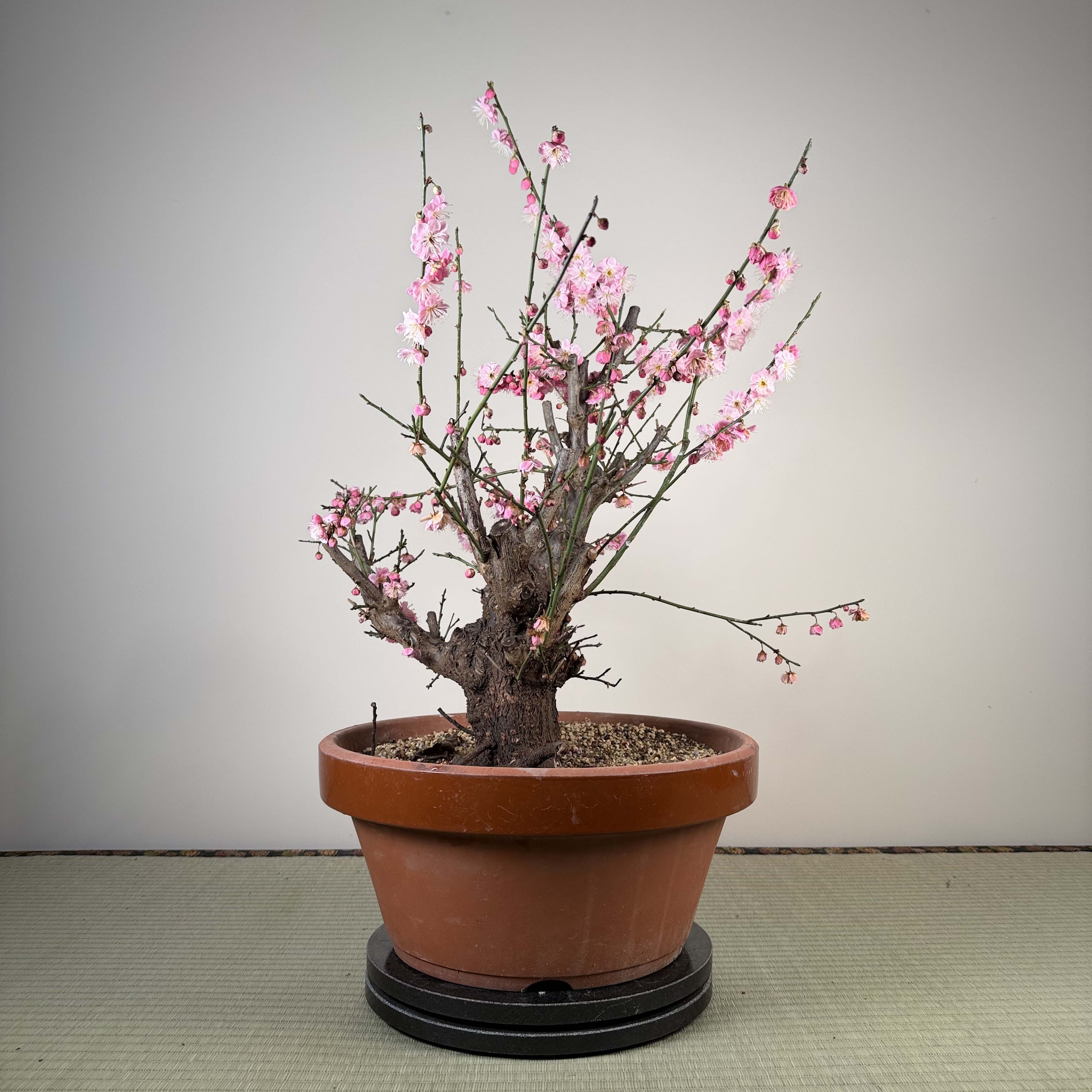 Glycine floribunda