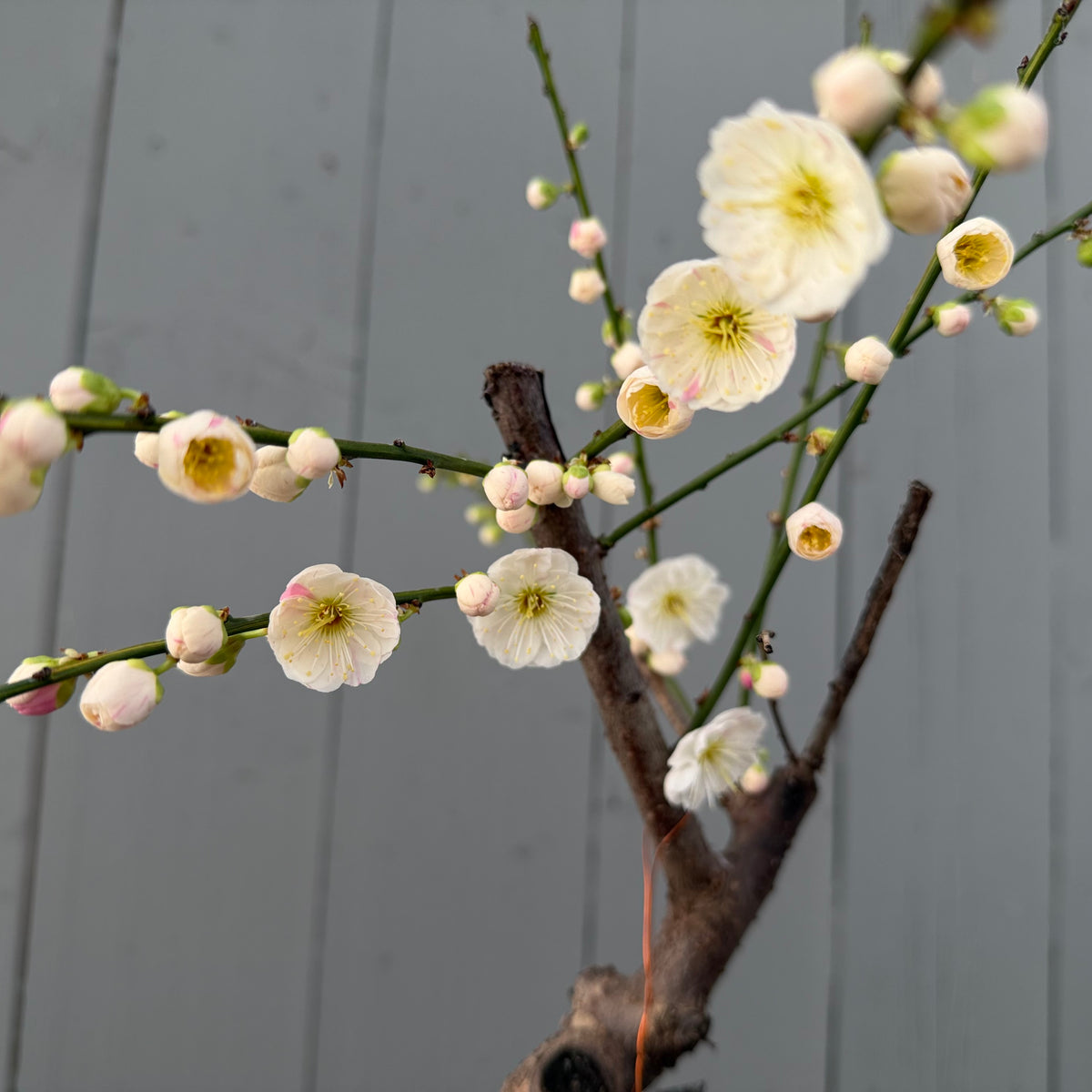 Prunus mume 'Sujiri Kasugano'