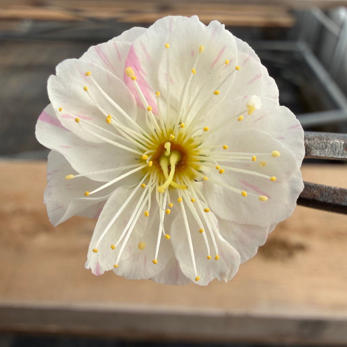 Prunus mume 'Sujiri Kasugano'