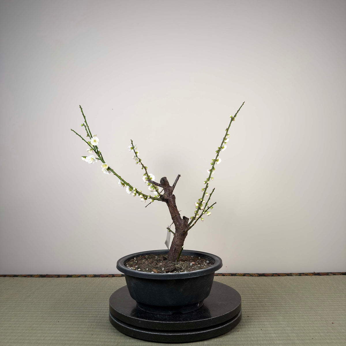 Prunus mume 'Sujiri Kasugano'