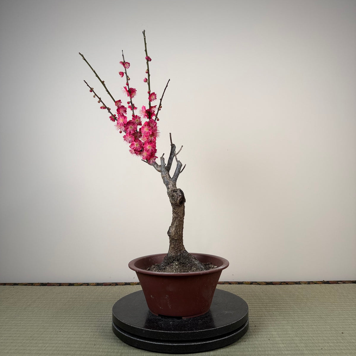 Prunus mume 'Ubatama'
