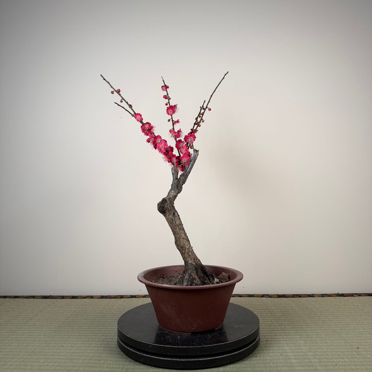 Prunus mume 'Ubatama'