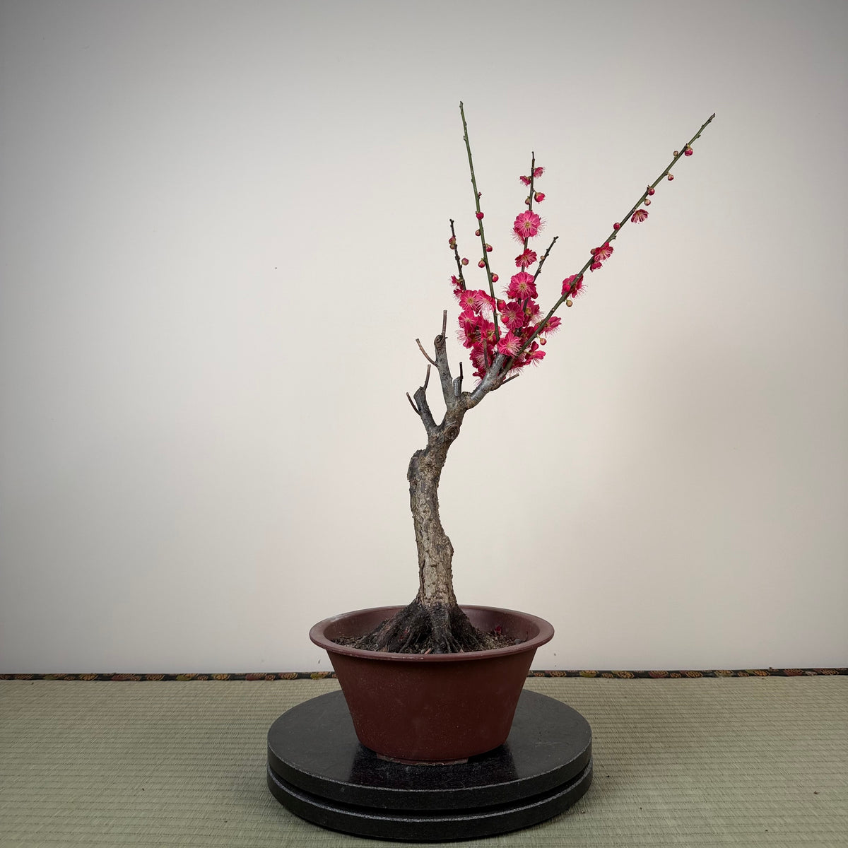 Prunus mume 'Ubatama'