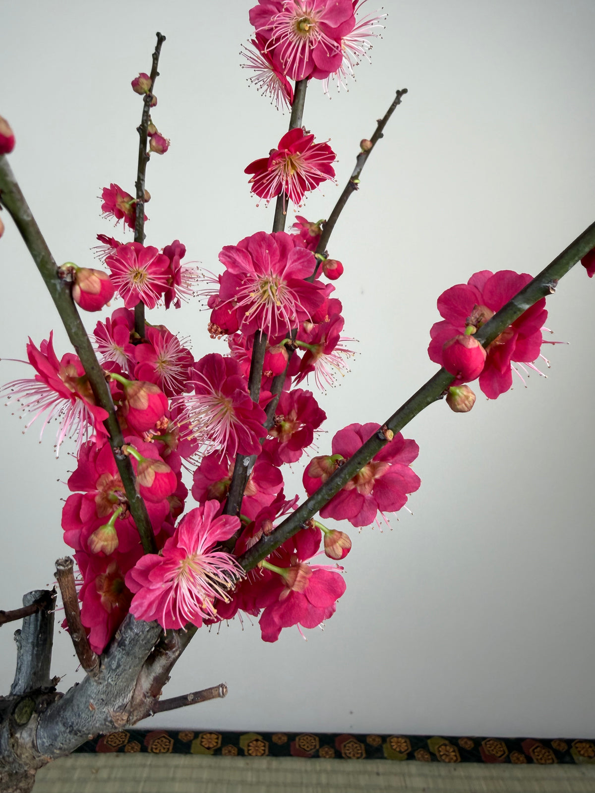 Prunus mume 'Ubatama'