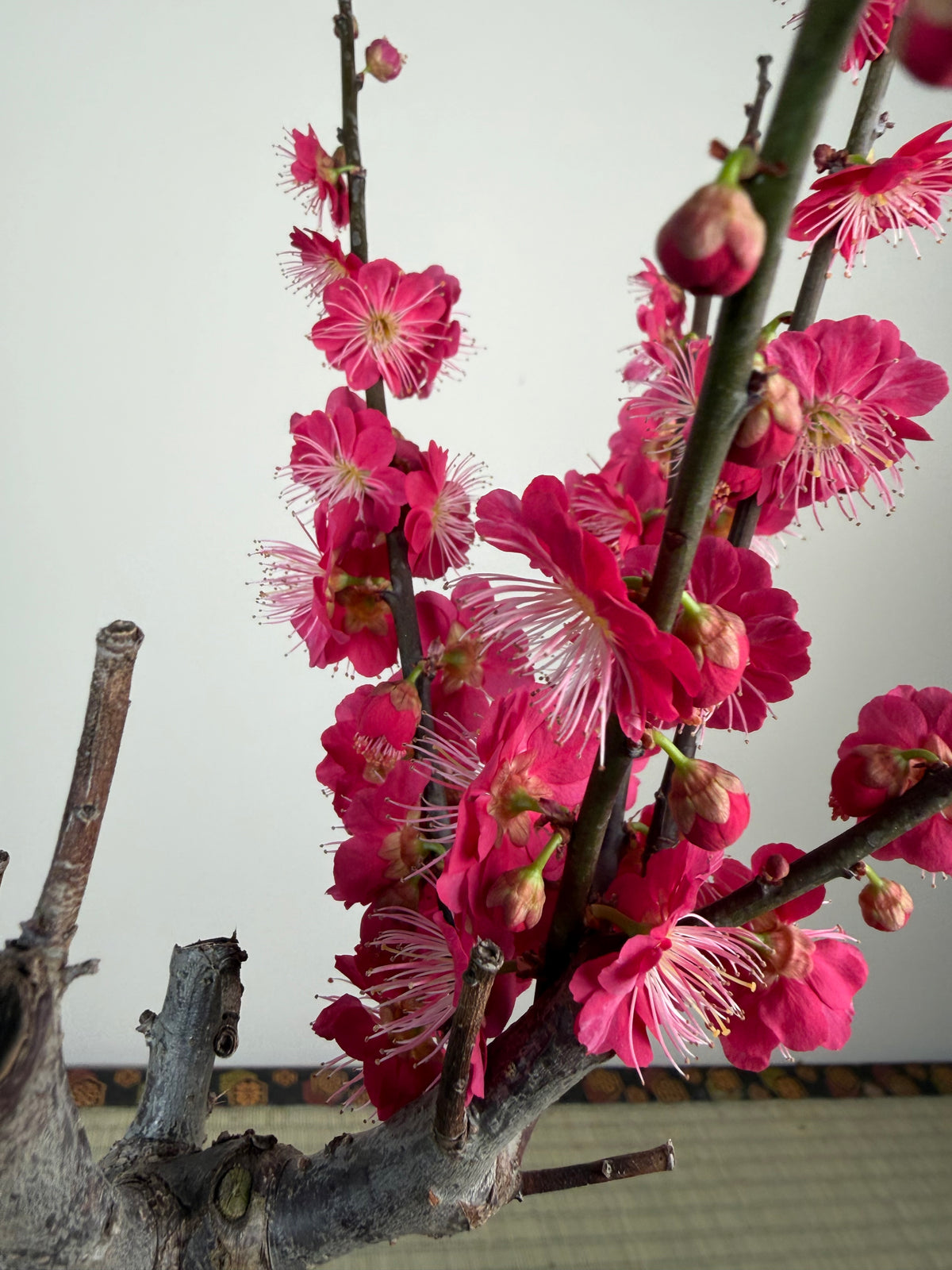 Prunus mume 'Ubatama'