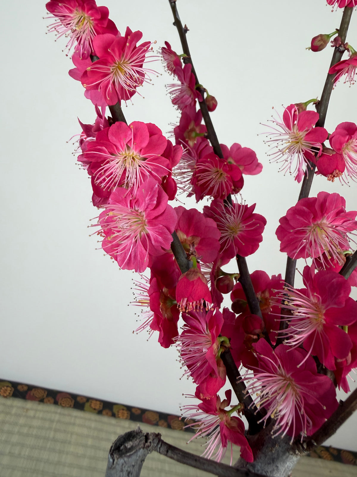 Prunus mume 'Ubatama'