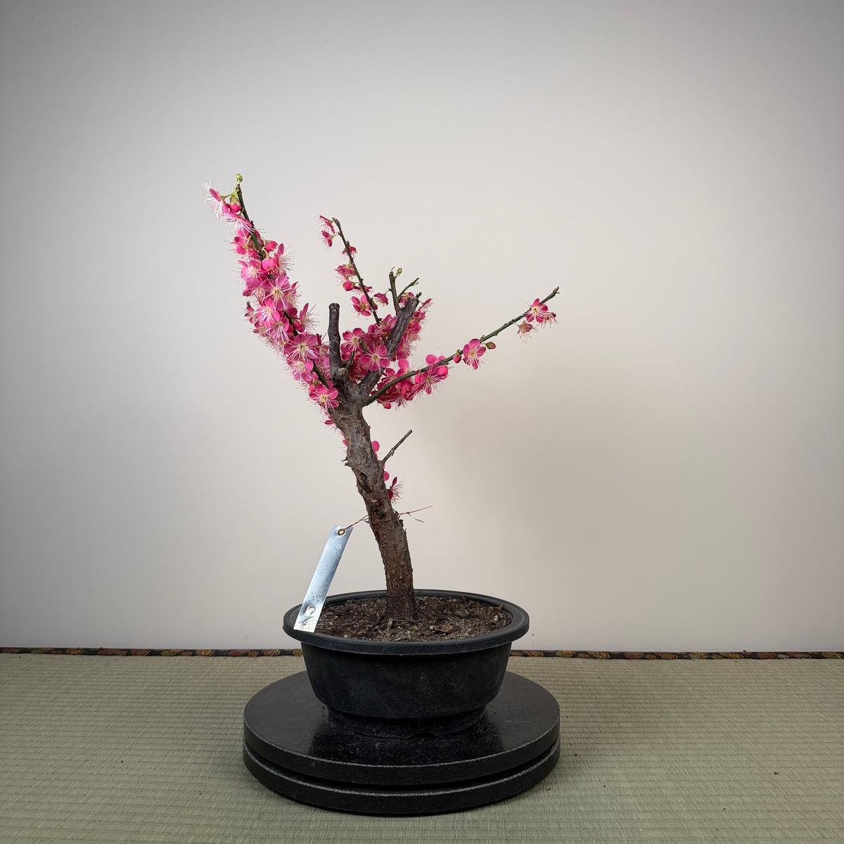 Prunus mume 'Beni Chidori'
