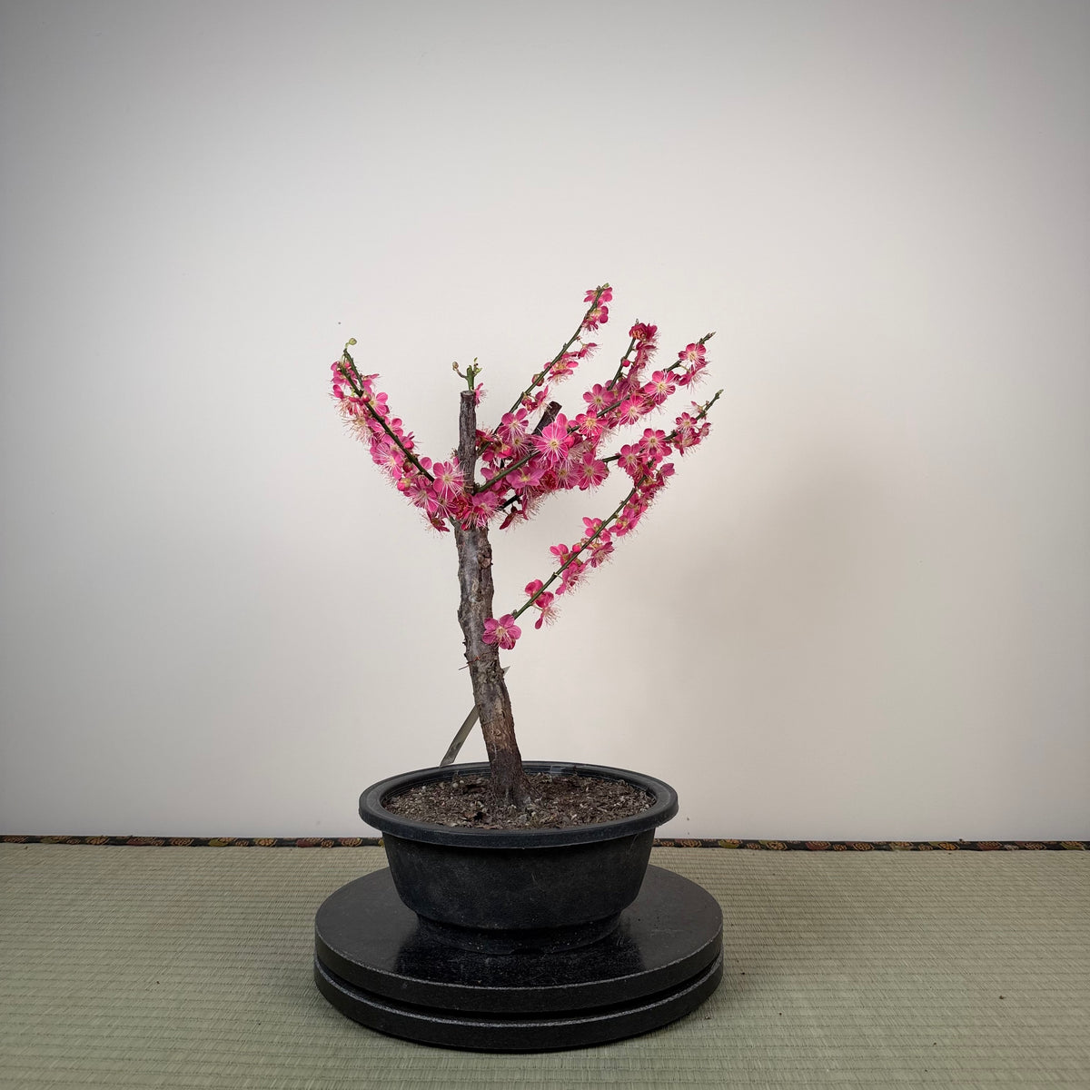 Prunus mume 'Beni Chidori'