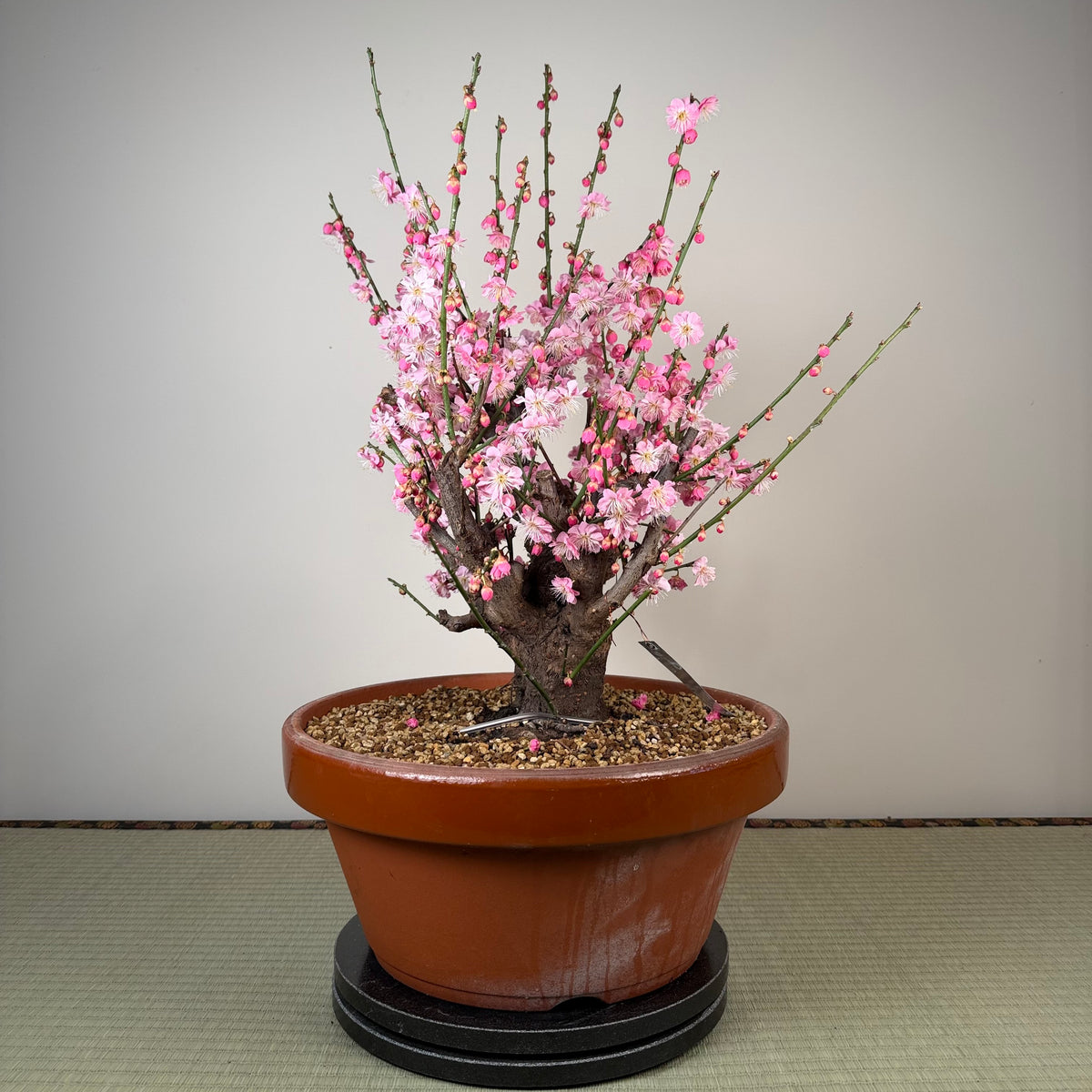 Prunus mume 'Gǔ lǐ hóng'