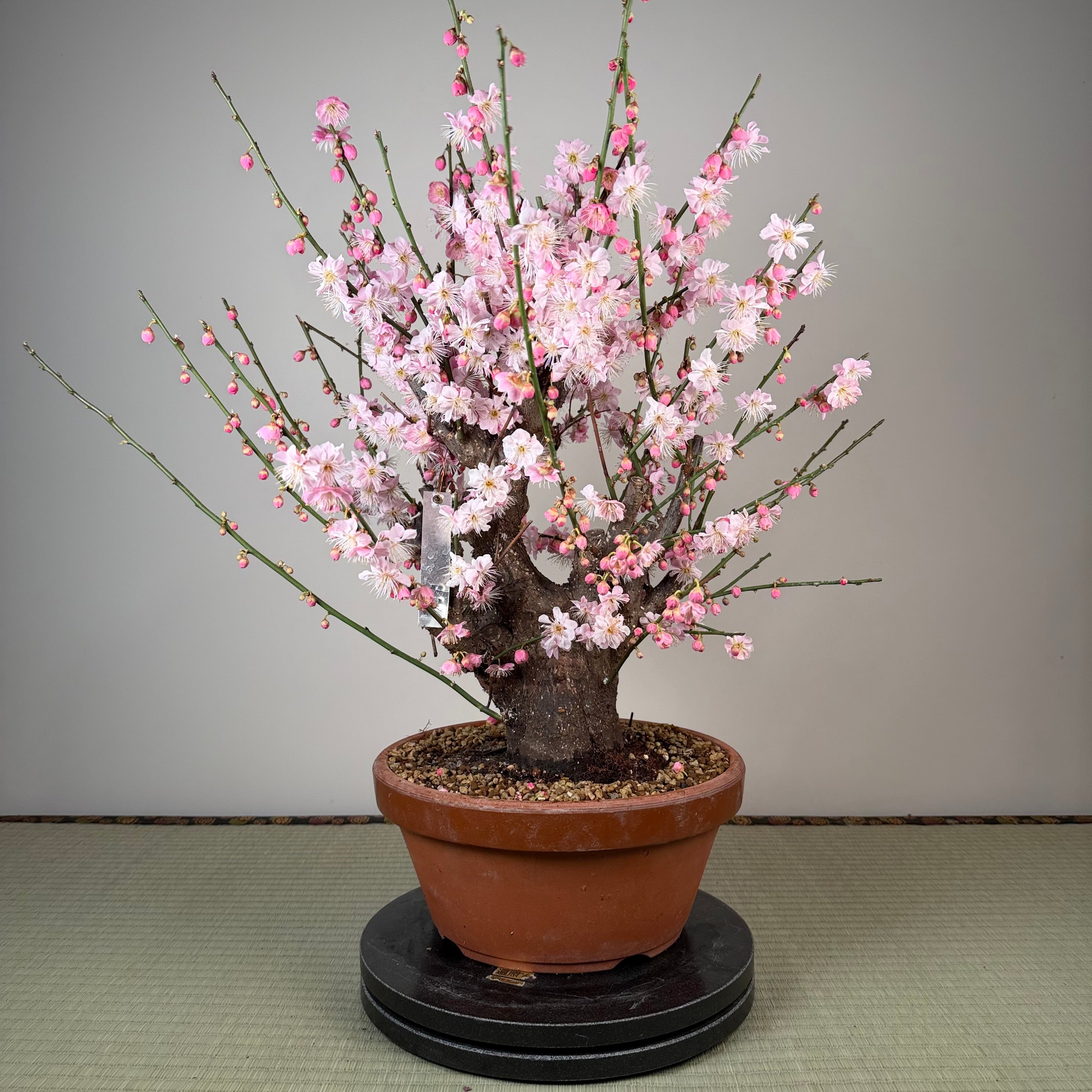 Glycine floribunda