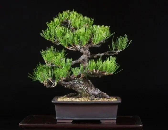 Pinus thunbergii Canada Bonsai