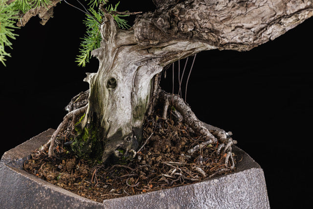 Larix laricina 2