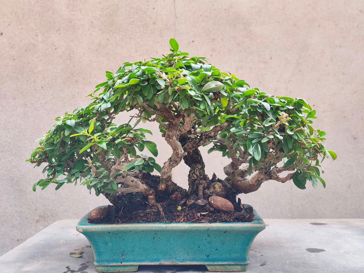 Ligustrum