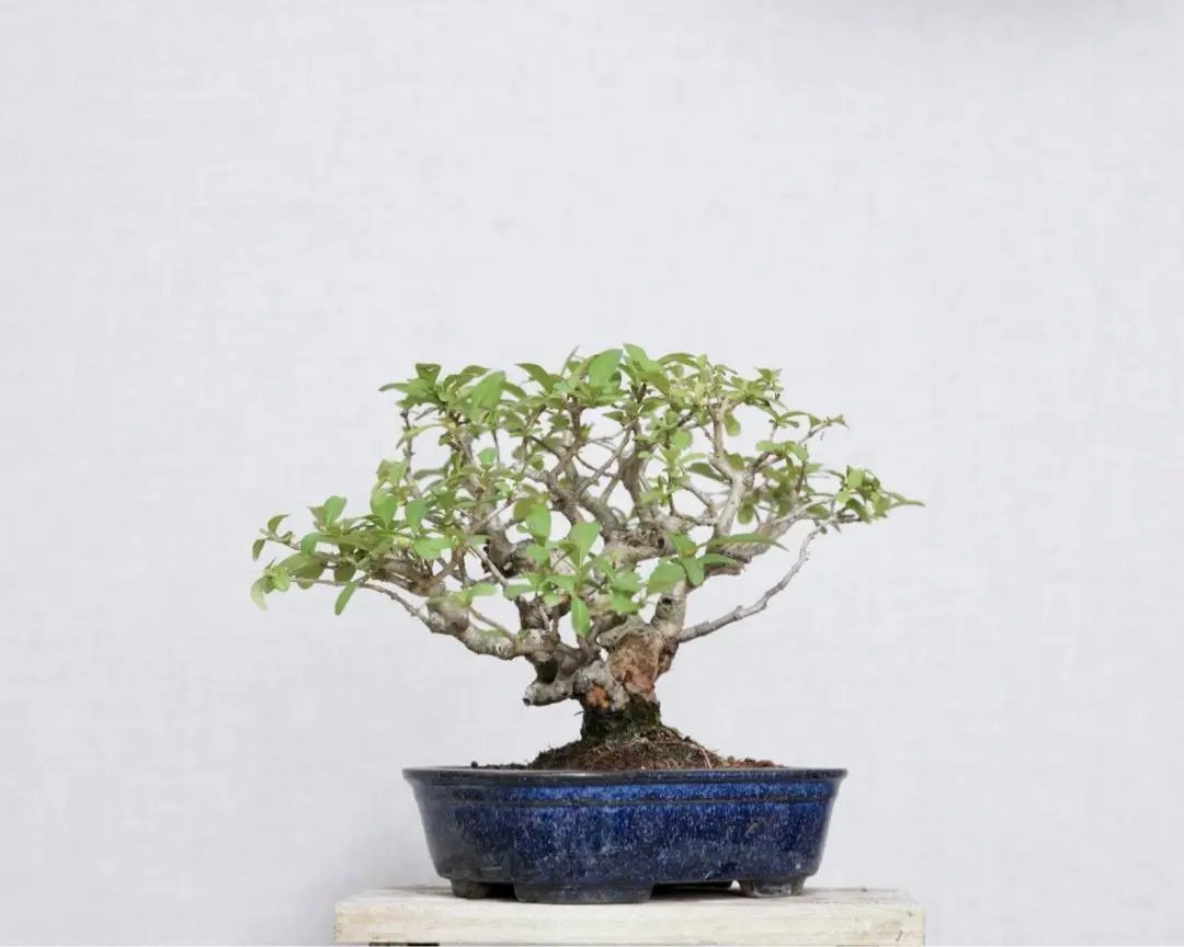 Ligustrum obtusifolium Canada Bonsai