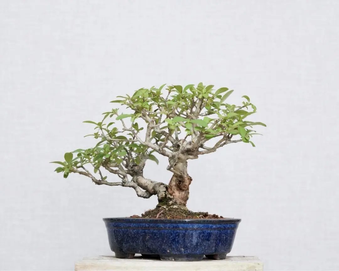 Ligustrum obtusifolium Canada Bonsai