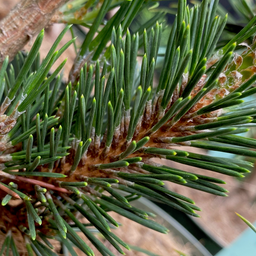 PINUS