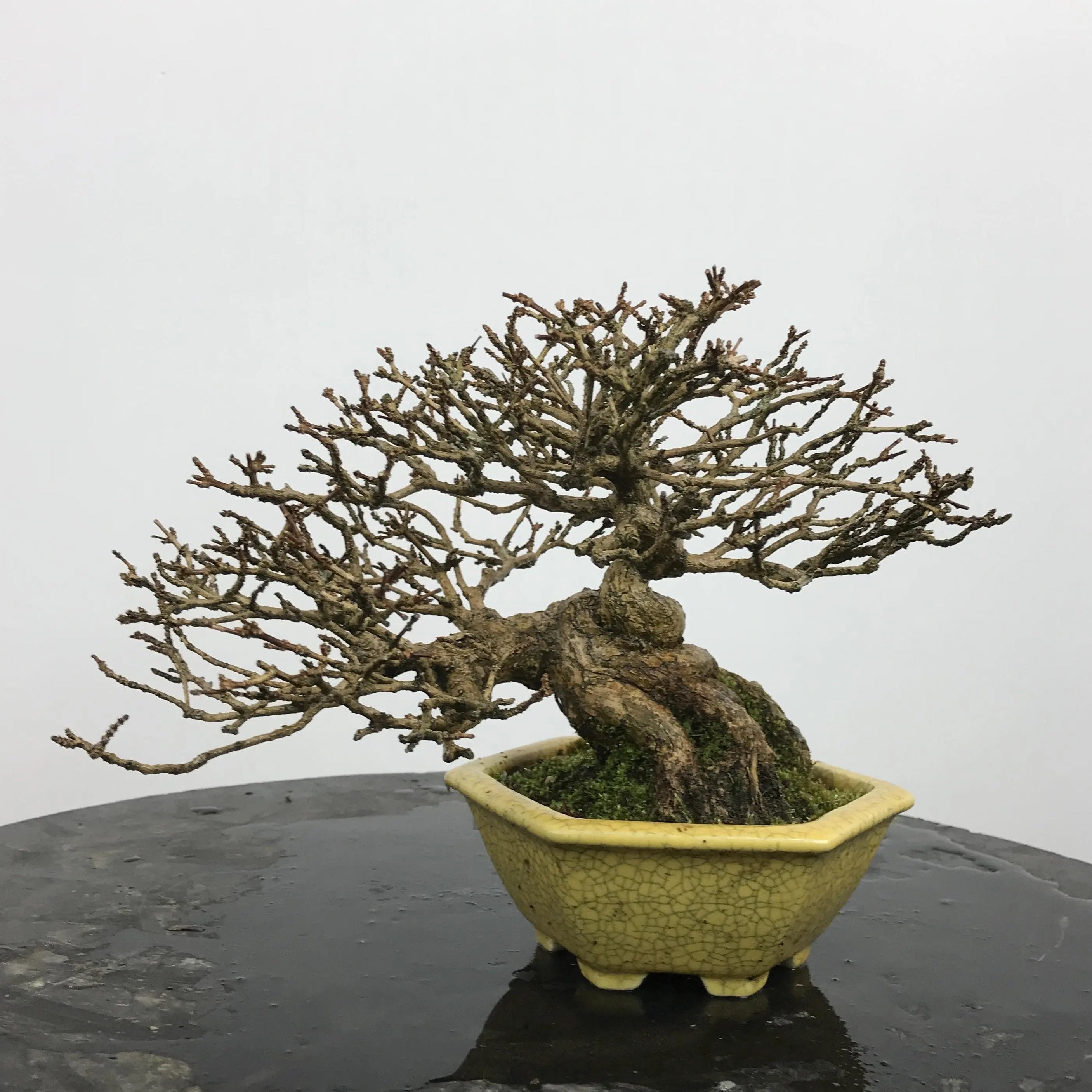 Premna japonica Canada Bonsai