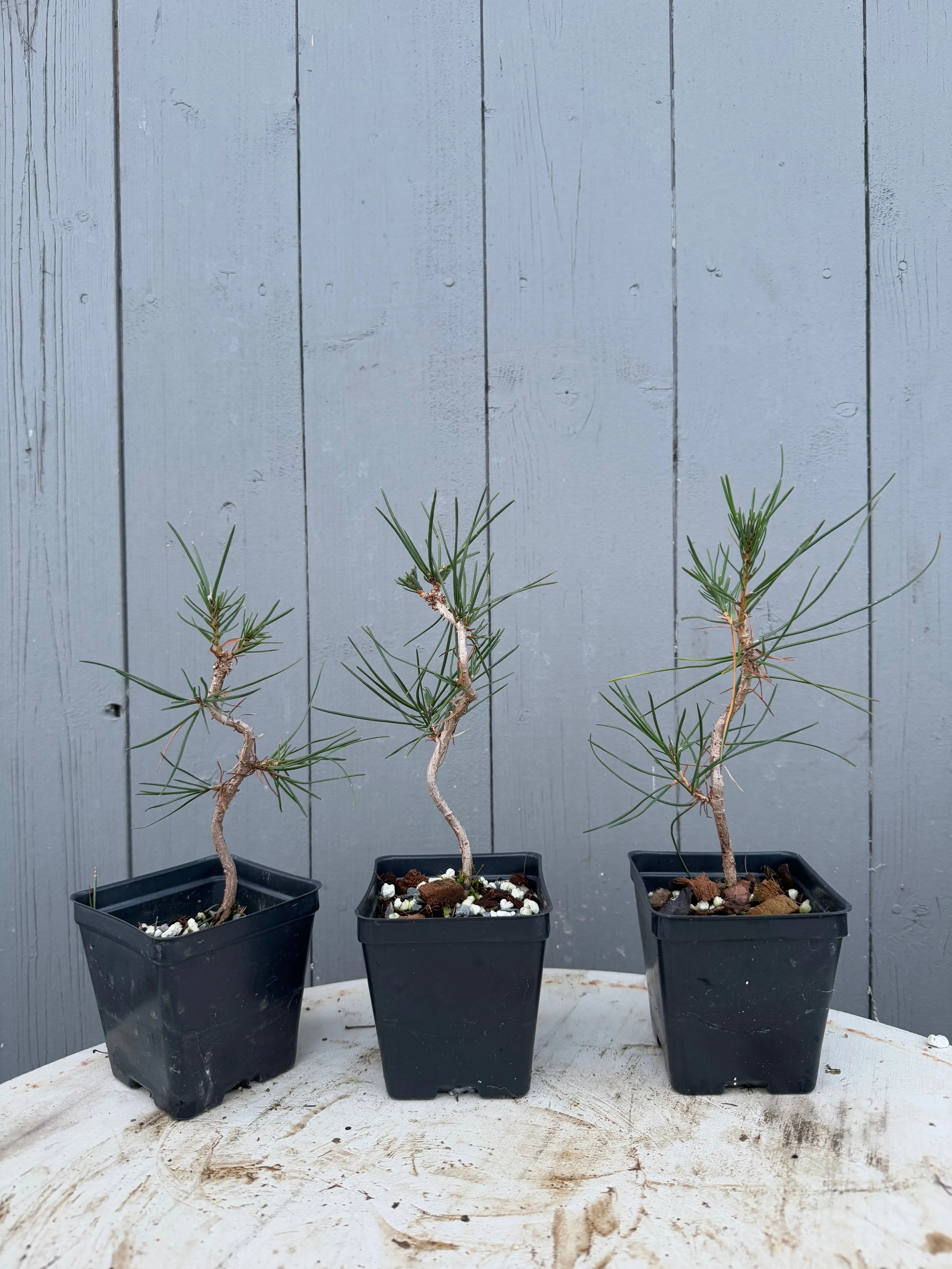Pinus thunbergii Canada Bonsai