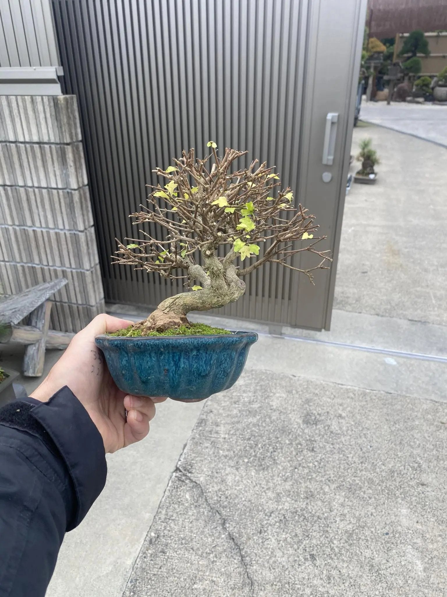 Premna japonica Canada Bonsai