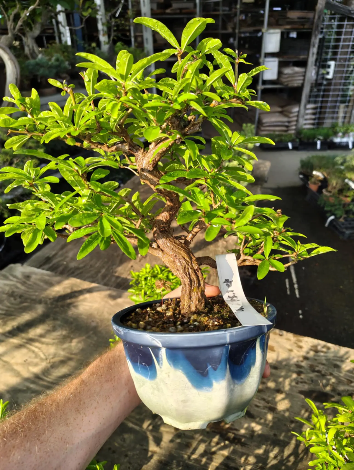 Punica granatum Canada Bonsai