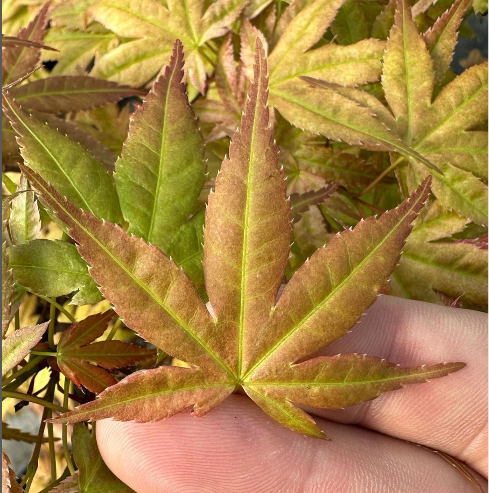 Acer palmatum 'Beni Chidori' (2026)