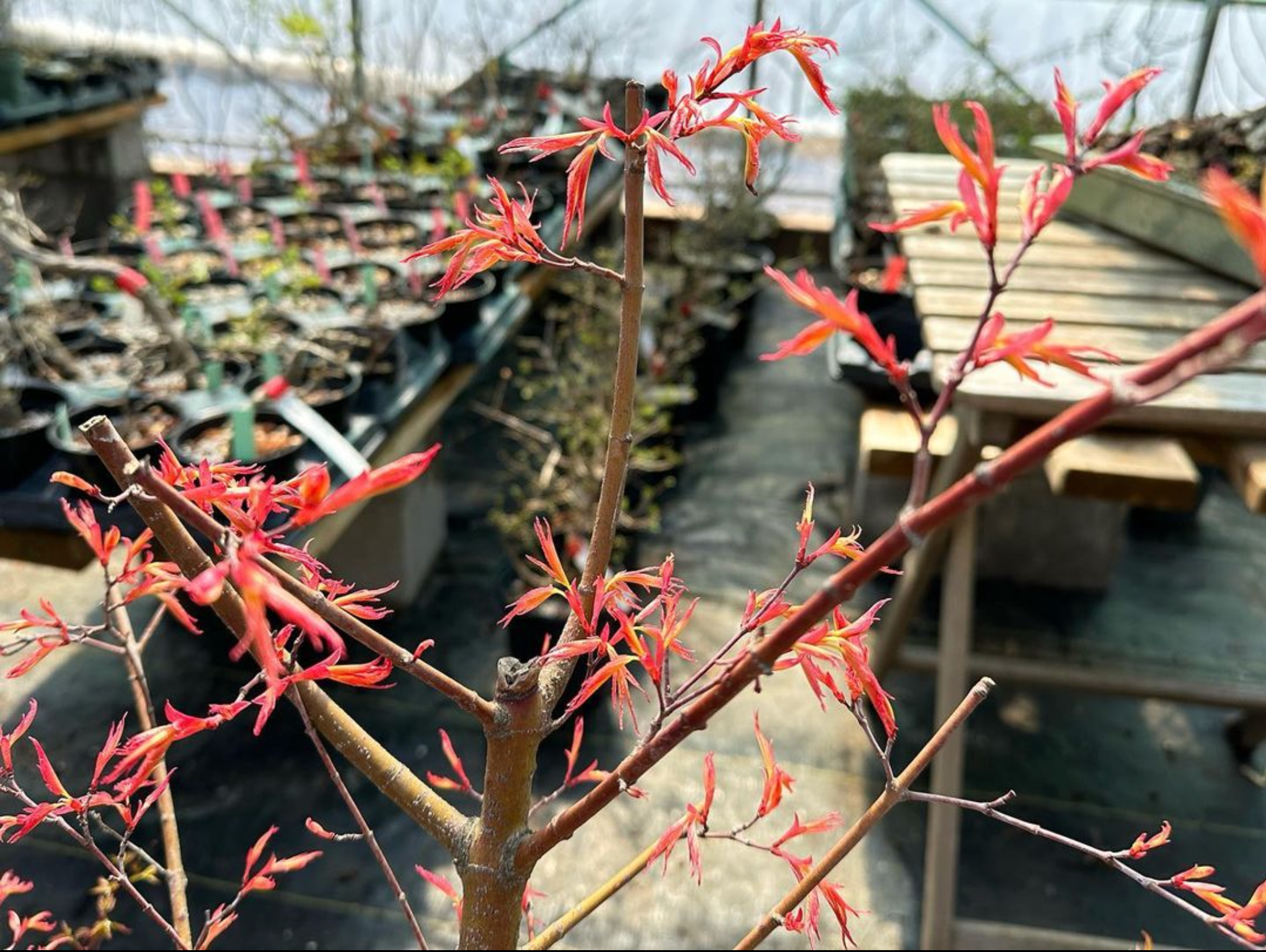 Acer palmatum 'Beni Chidori' (2026)