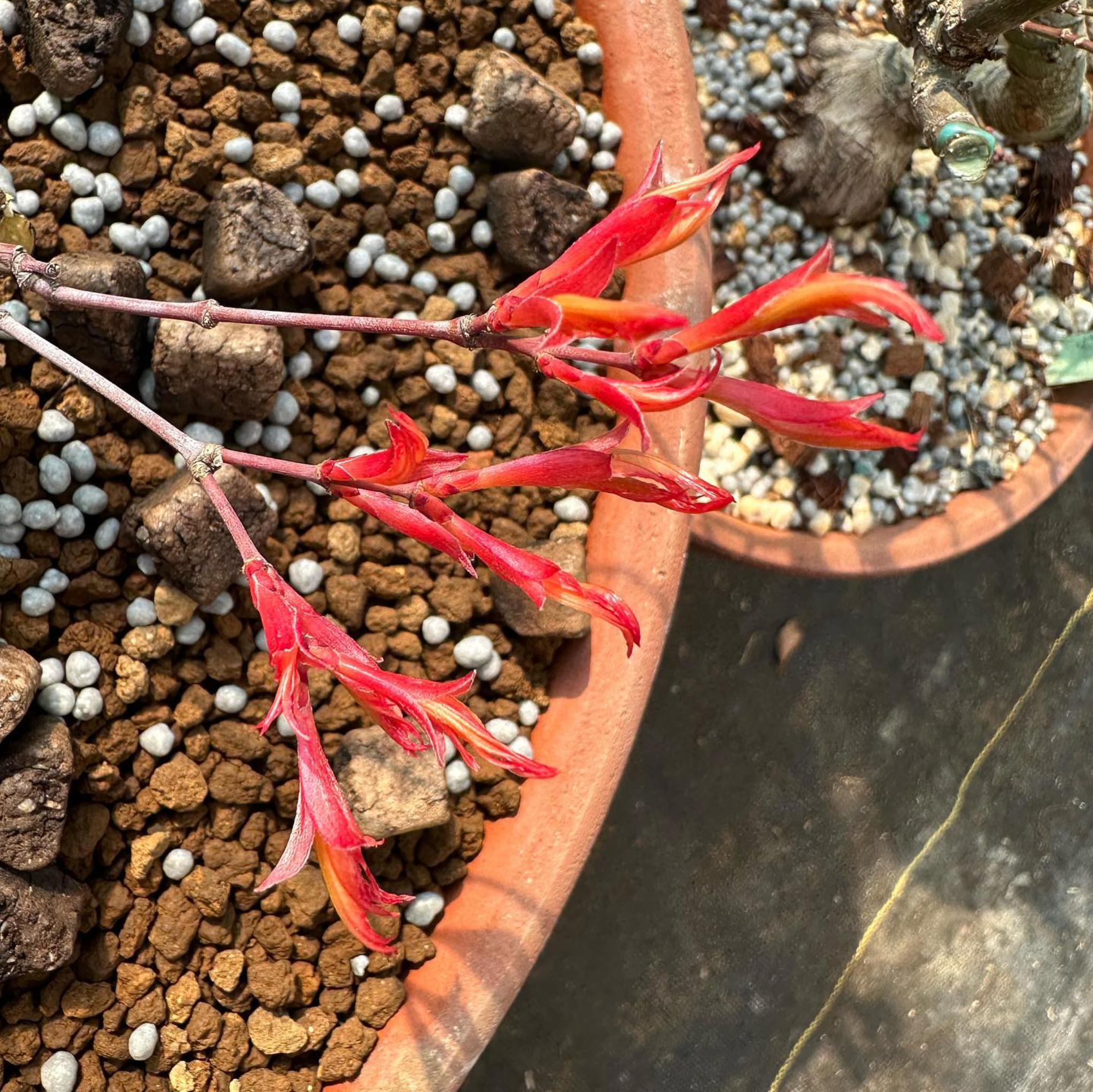 Acer palmatum 'Beni Chidori' (2026)
