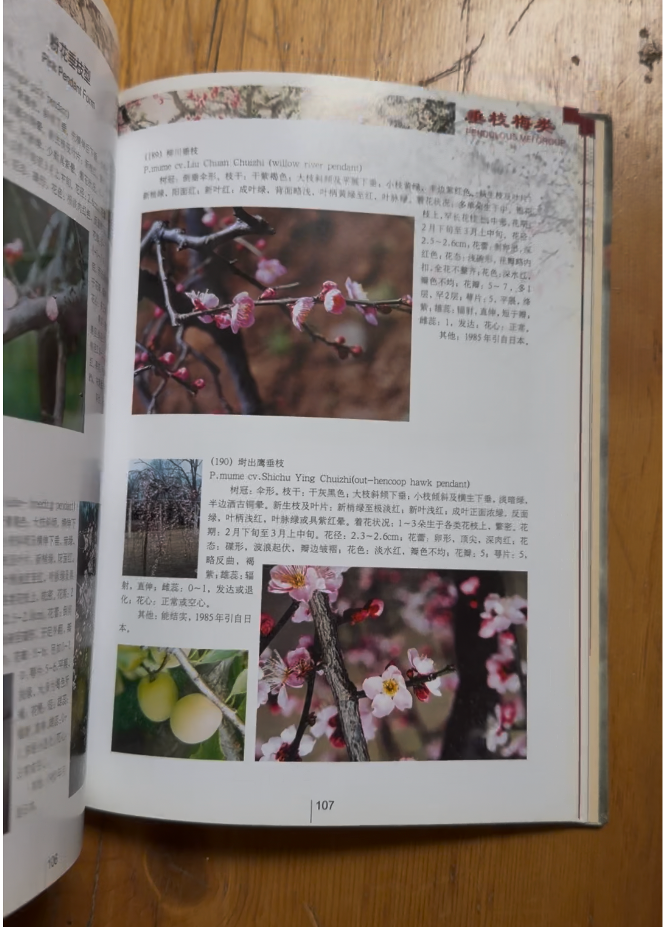 Encyclopédie Méi (南京梅普)