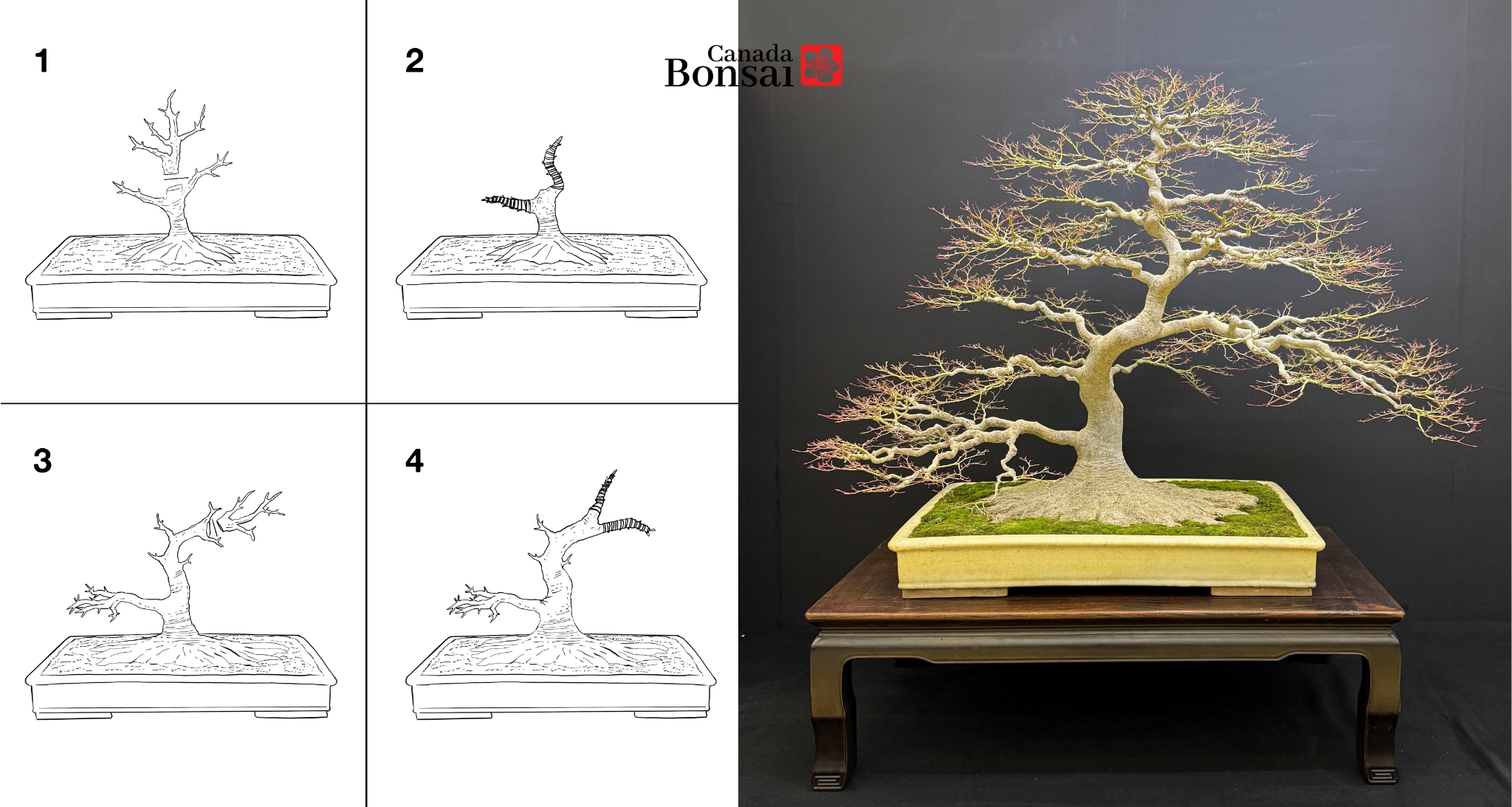 Create your own Bonsai Kit (Outdoor) - FREE SHIPPING