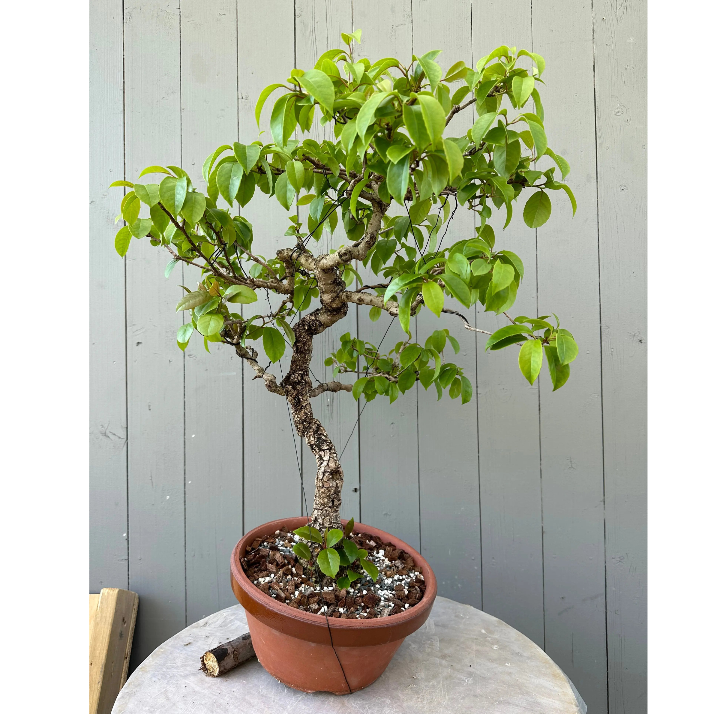 Kadsura japonica