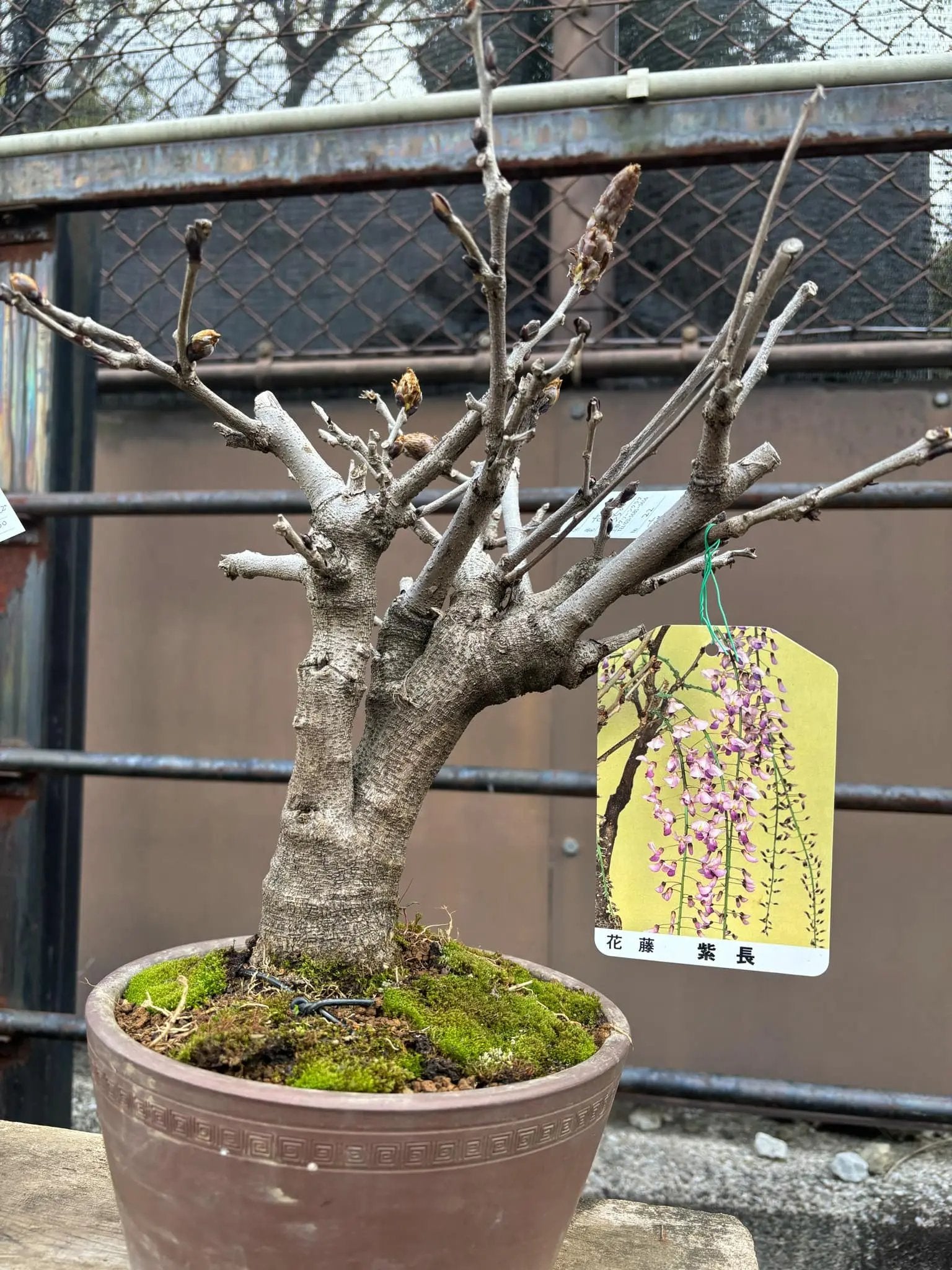 Wisteria floribunda Canada Bonsai