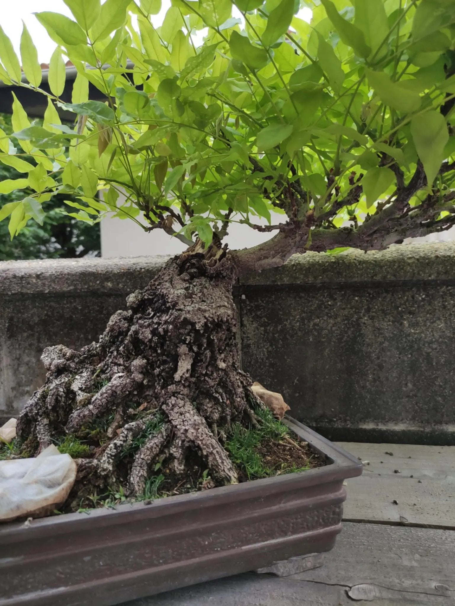Wisteria floribunda Canada Bonsai