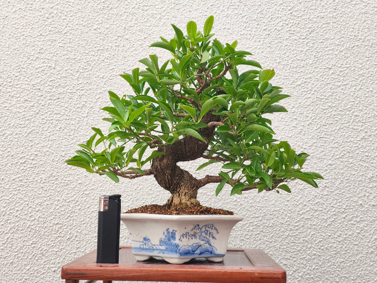 Euonymus