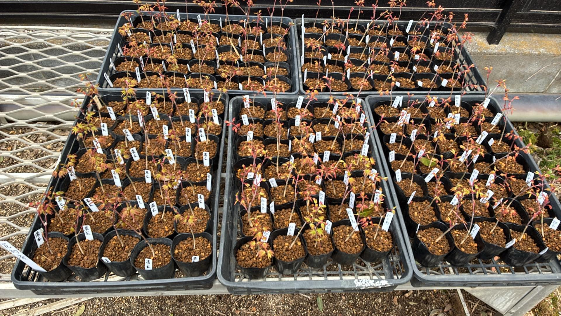 Acer palmatum 'Seigen' (2026)