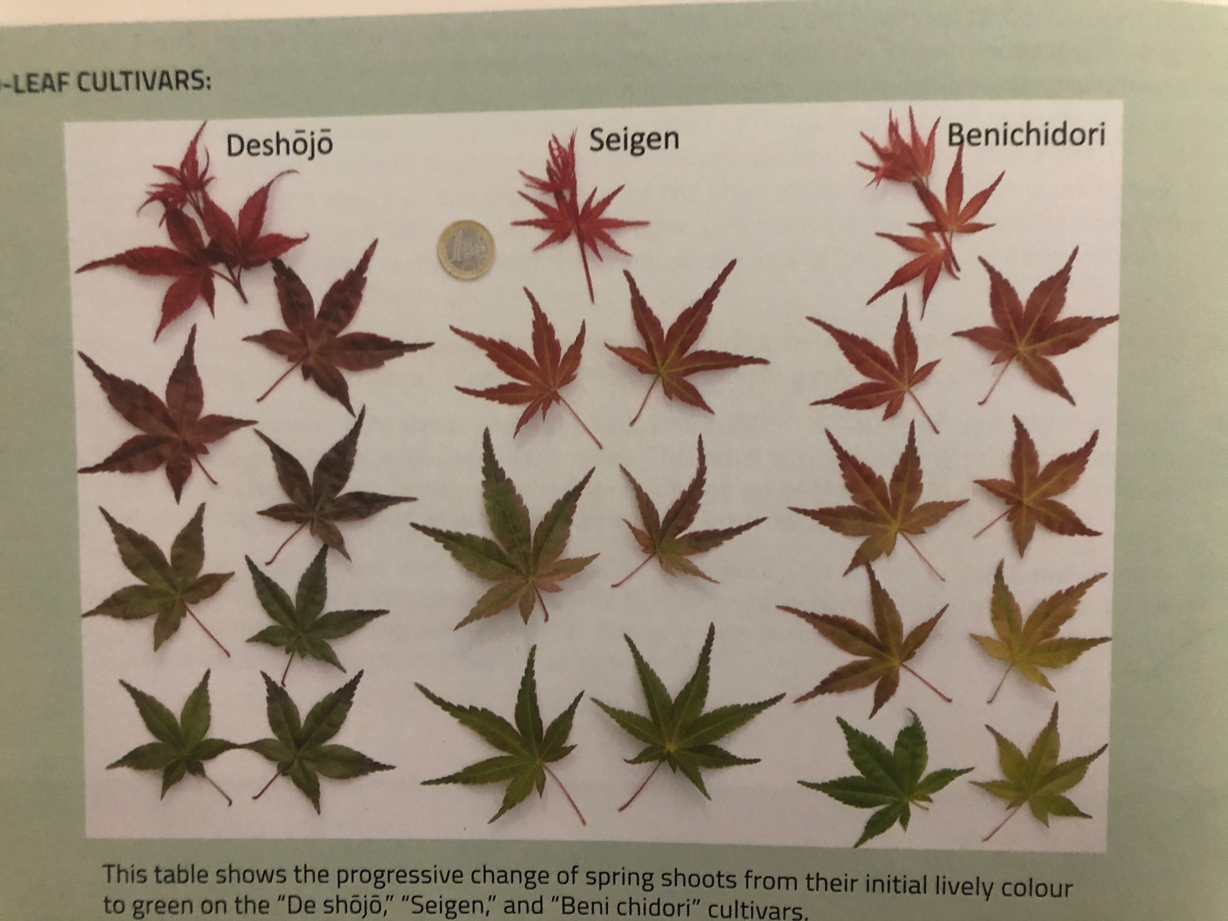 Acer palmatum 'Beni Chidori' (2026)