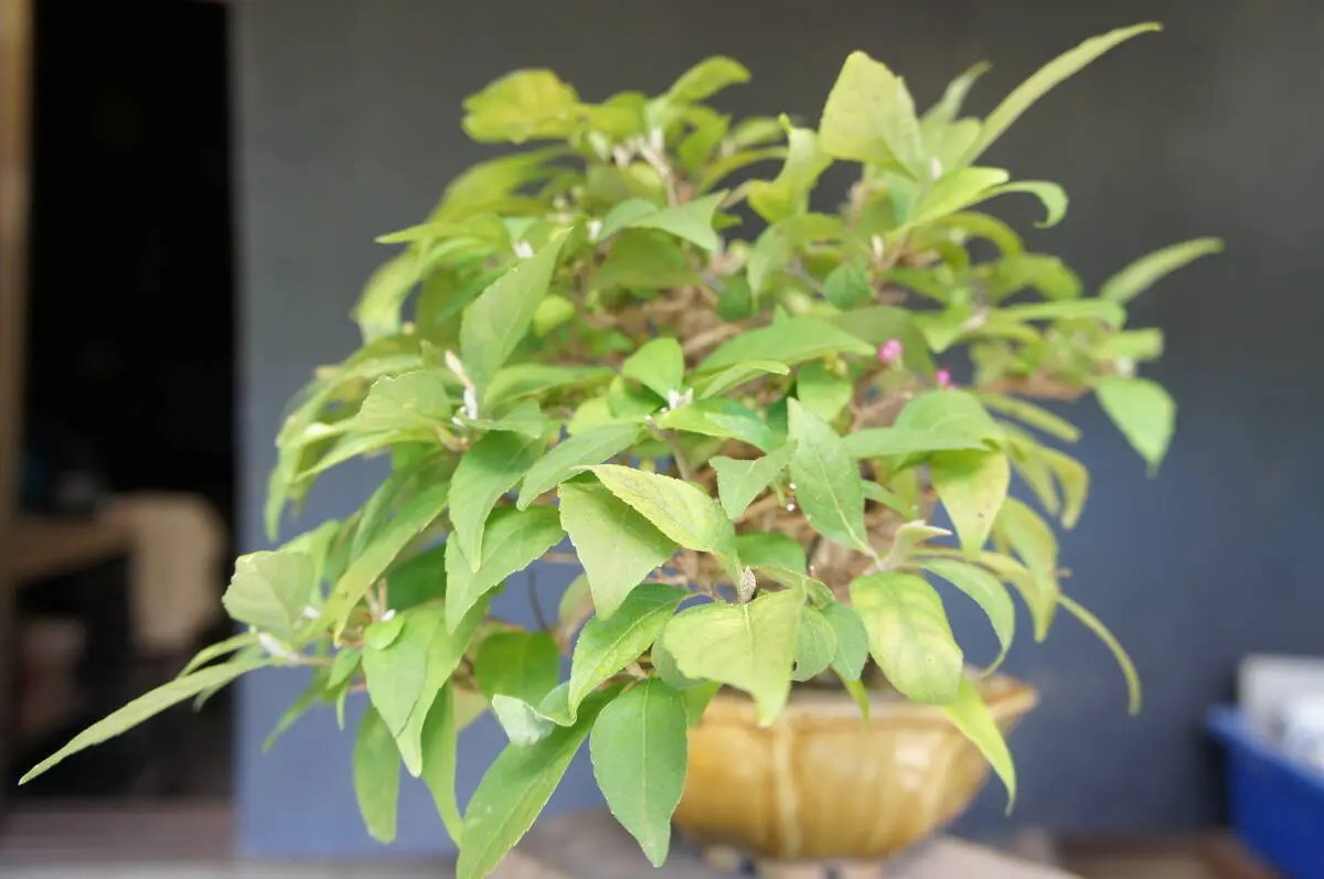 Callicarpa japonica Canada Bonsai