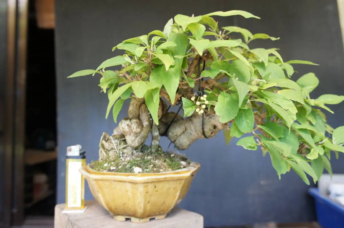 Callicarpa japonica Canada Bonsai