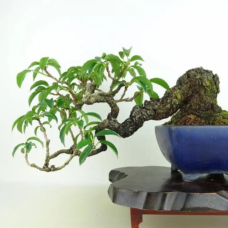 Kadsura japonica Canada Bonsai