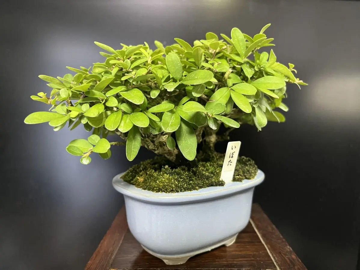 Ligustrum obtusifolium Canada Bonsai
