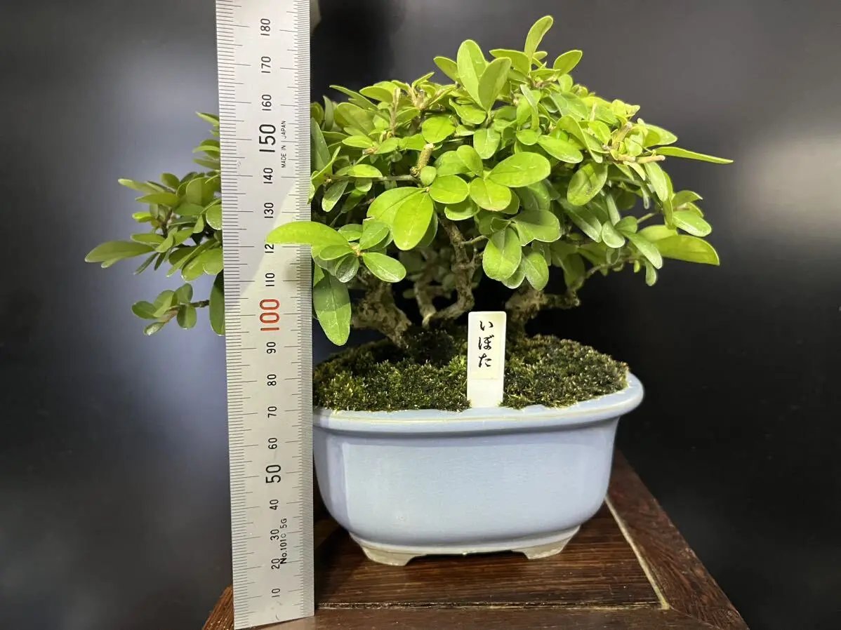 Ligustrum obtusifolium Canada Bonsai