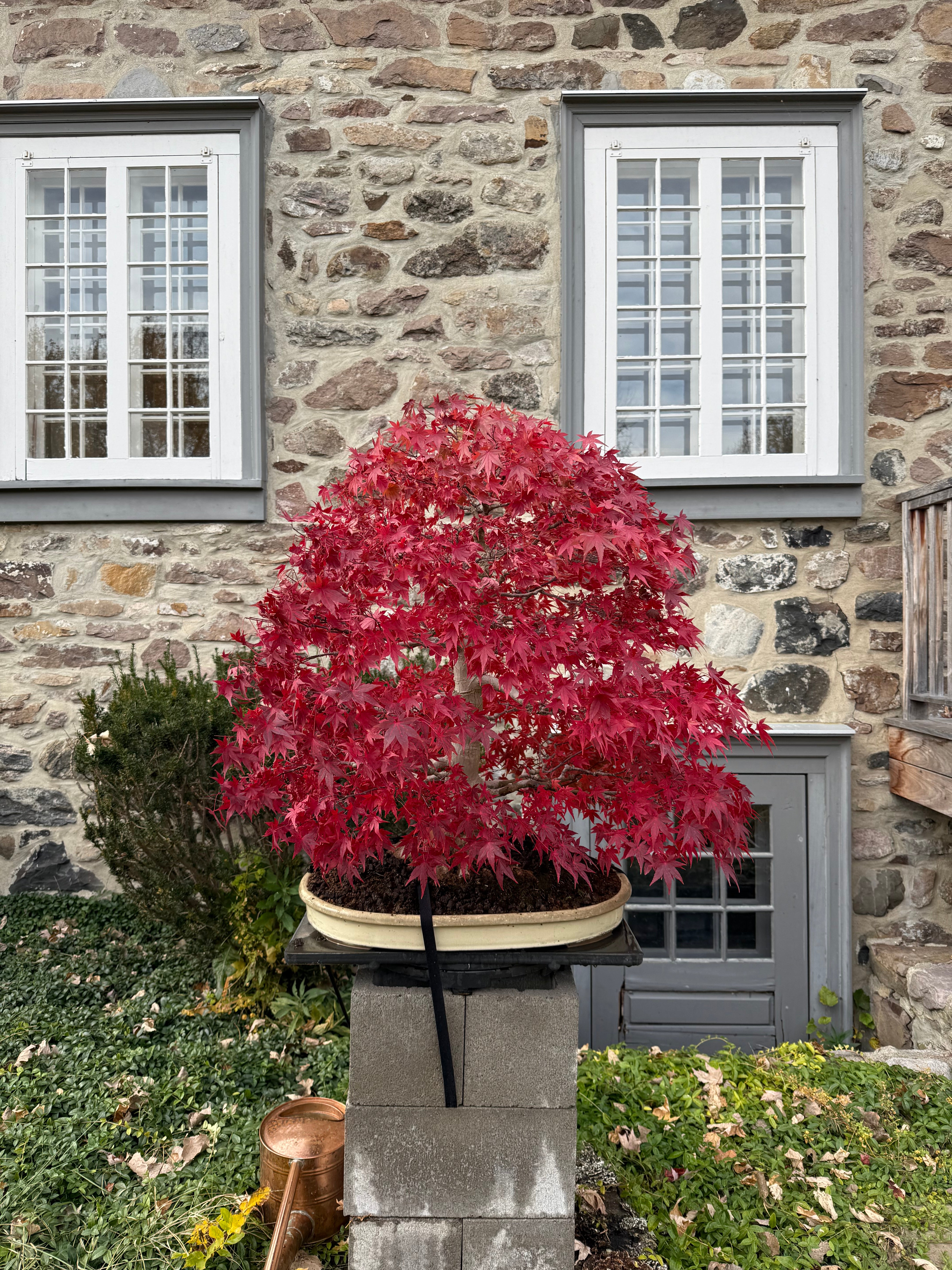 Acer palmatum