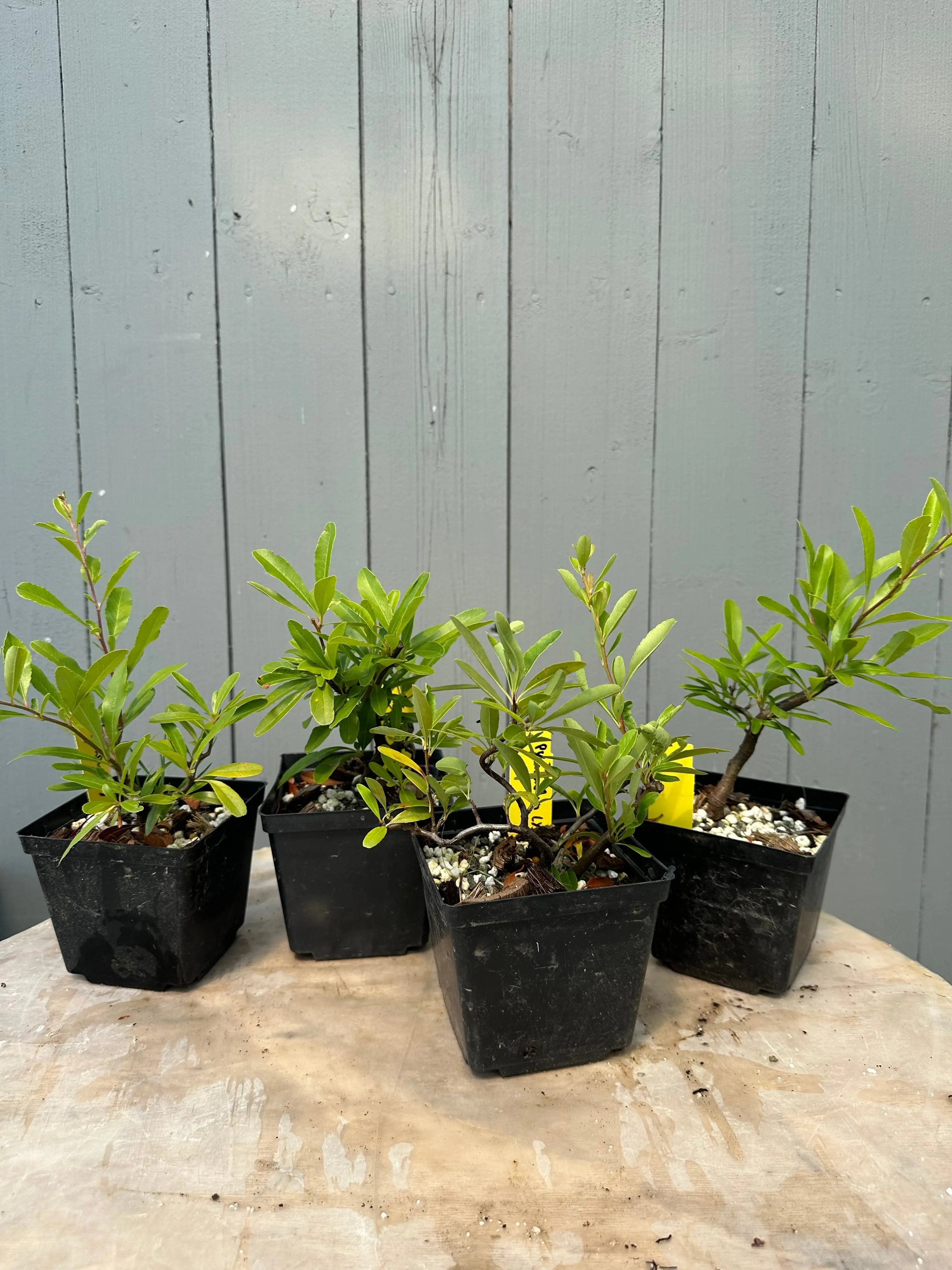 Pyracantha angustifolia Canada Bonsai