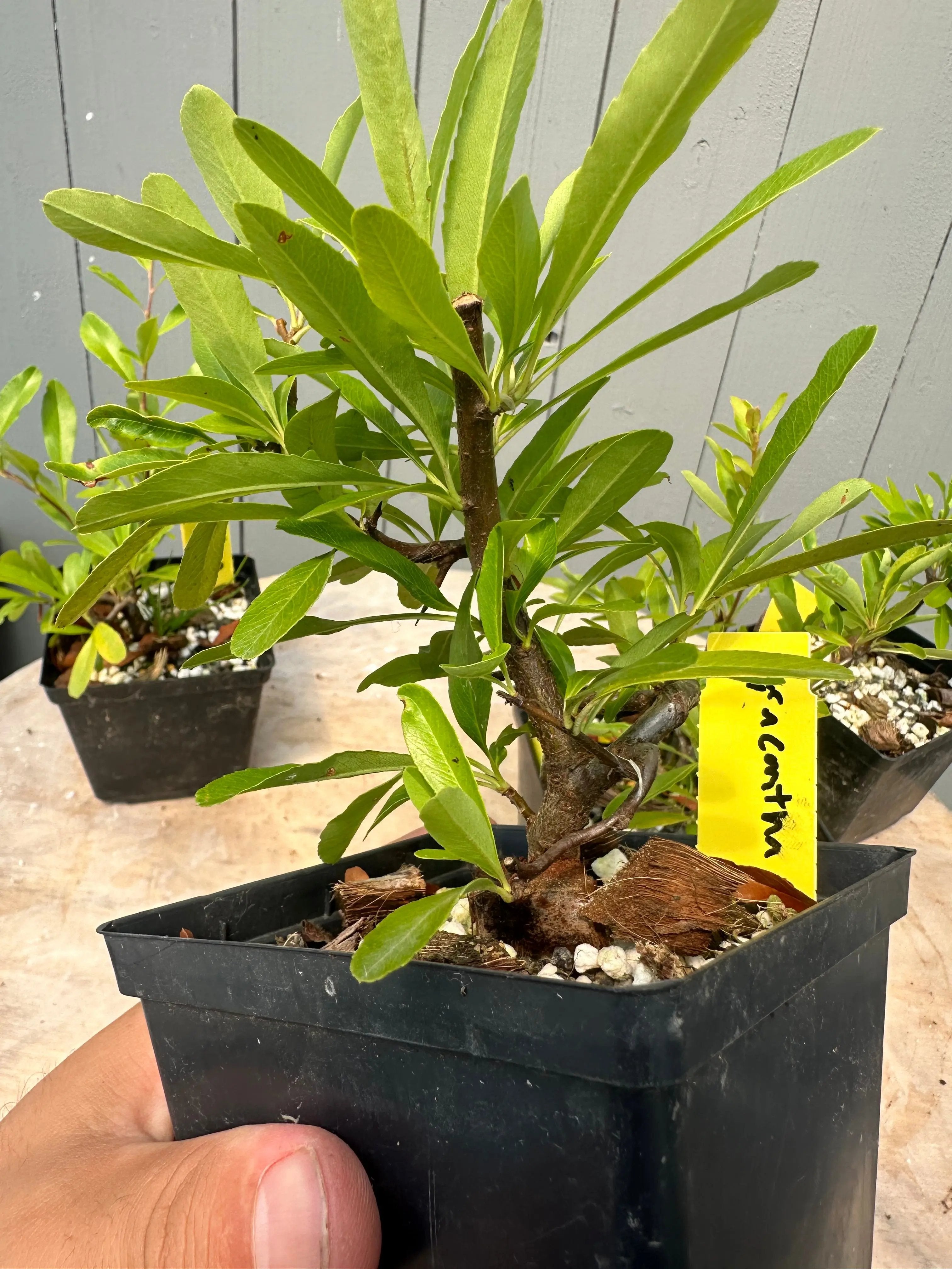 Pyracantha angustifolia Canada Bonsai
