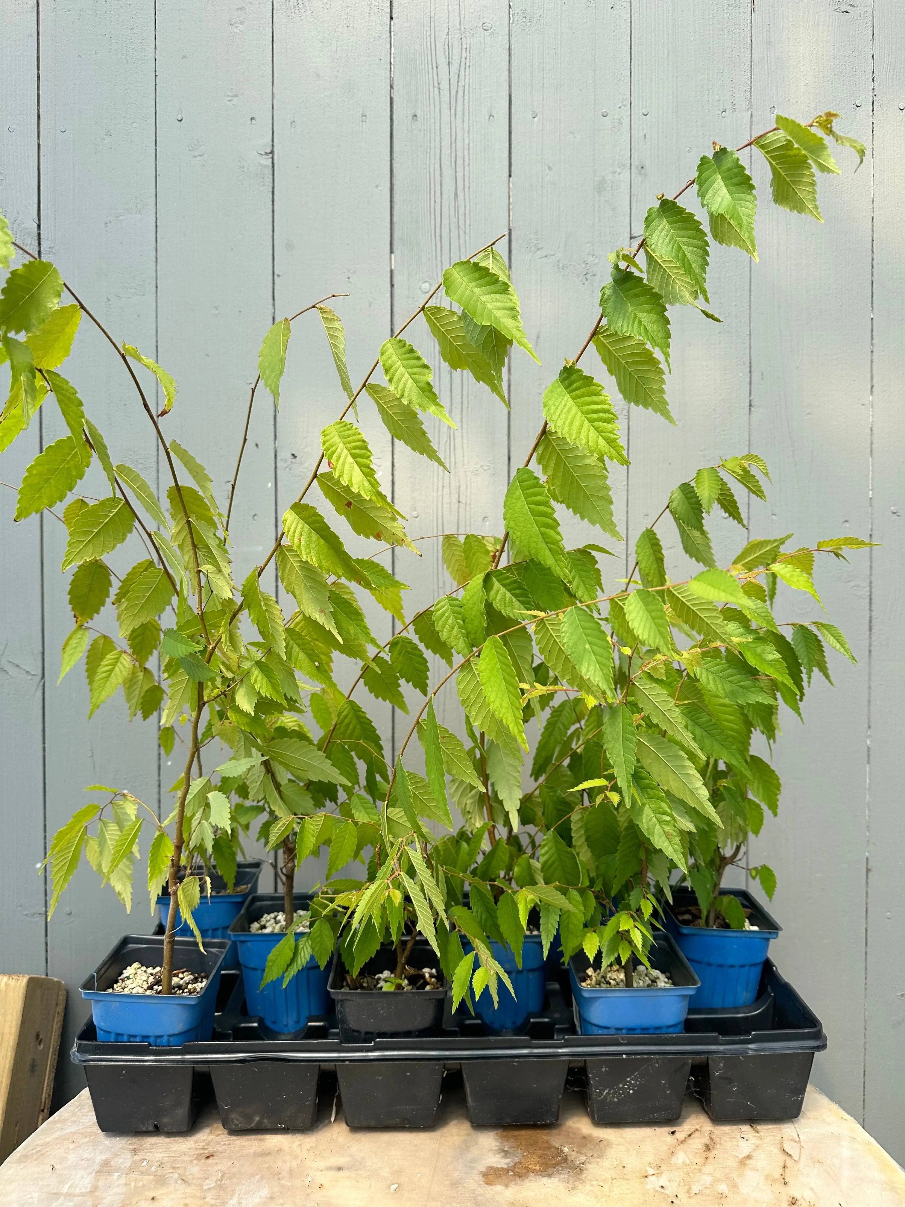 Zelkova serrata Canada Bonsai
