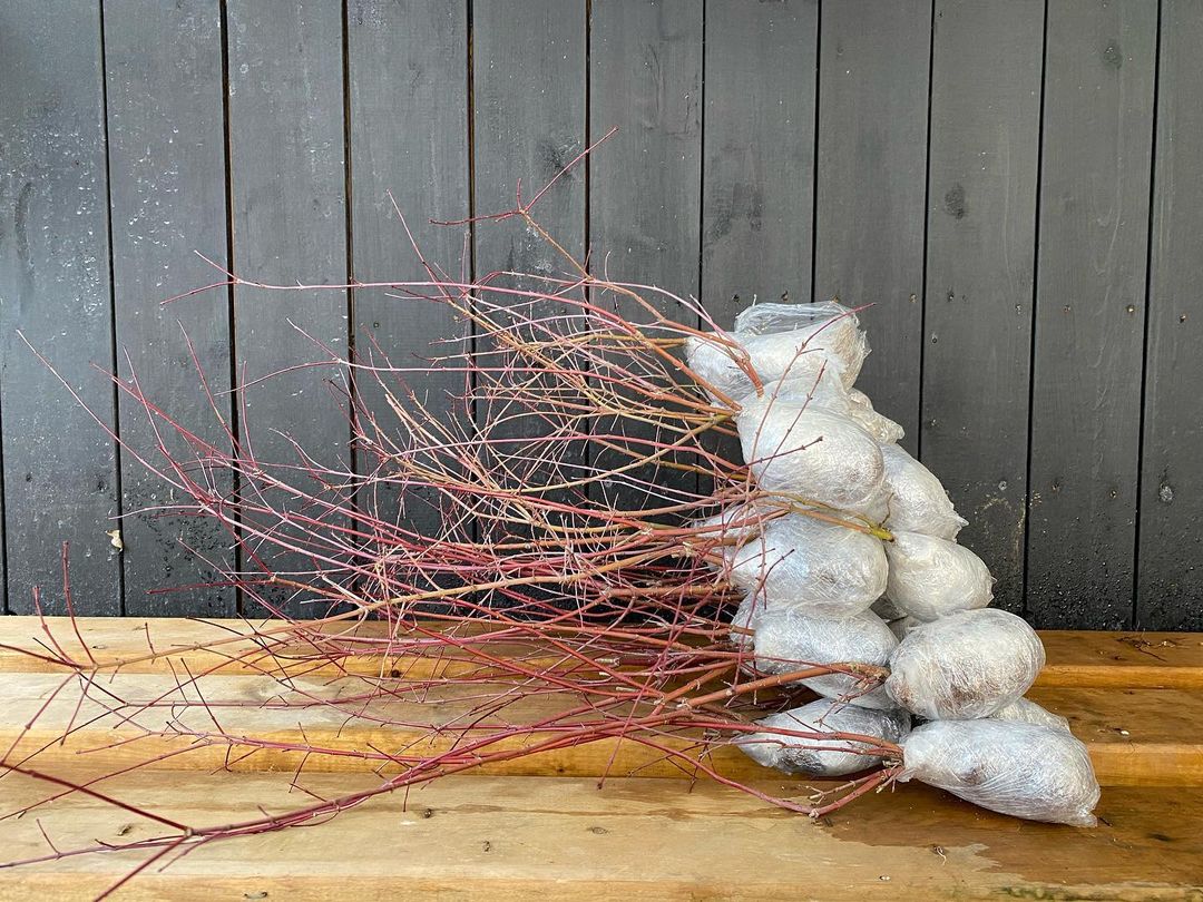 Acer palmatum 'Deshojo' (1 unit) (2026)