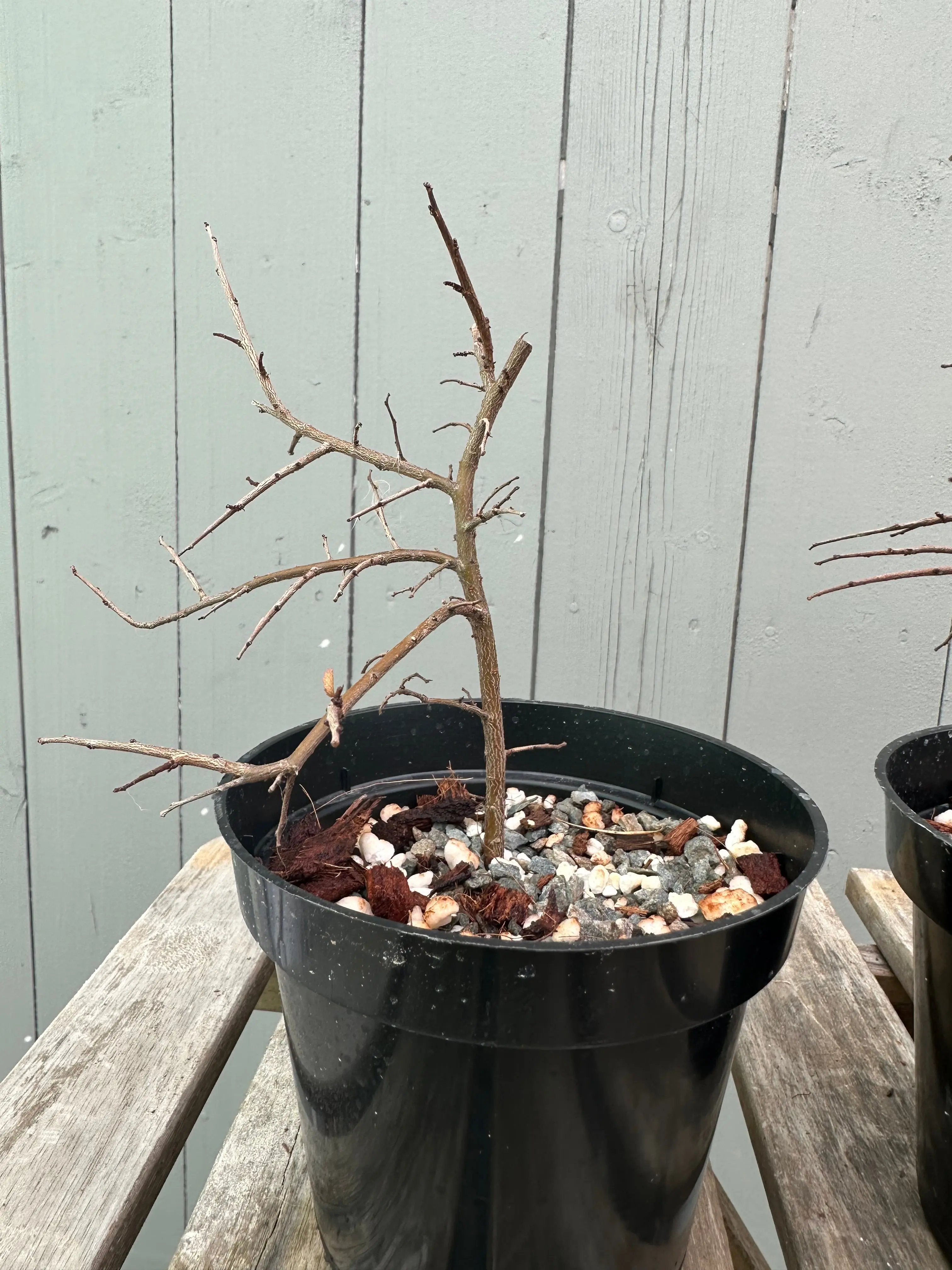 Chinese Elm Canada Bonsai